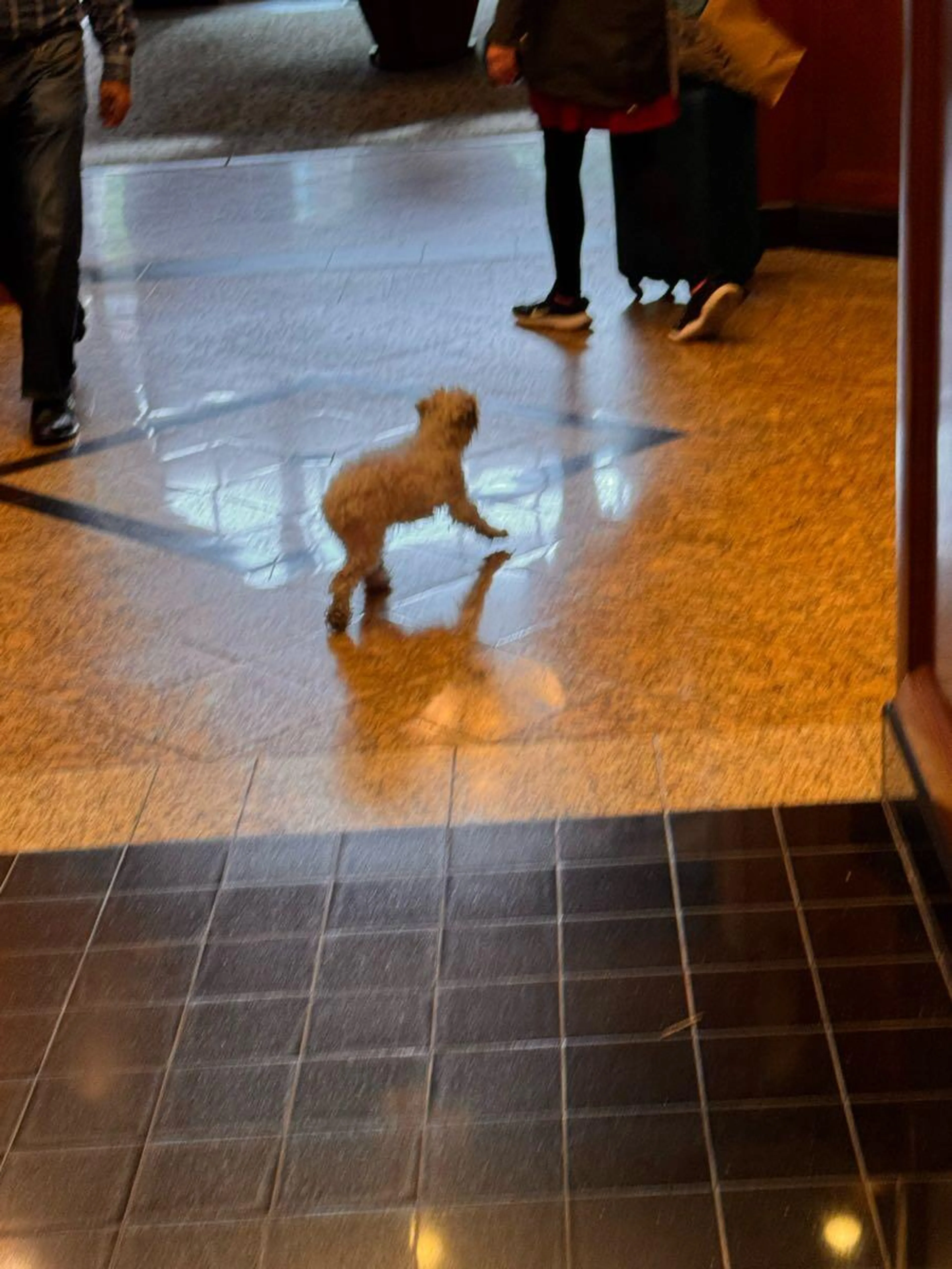 Lost pet