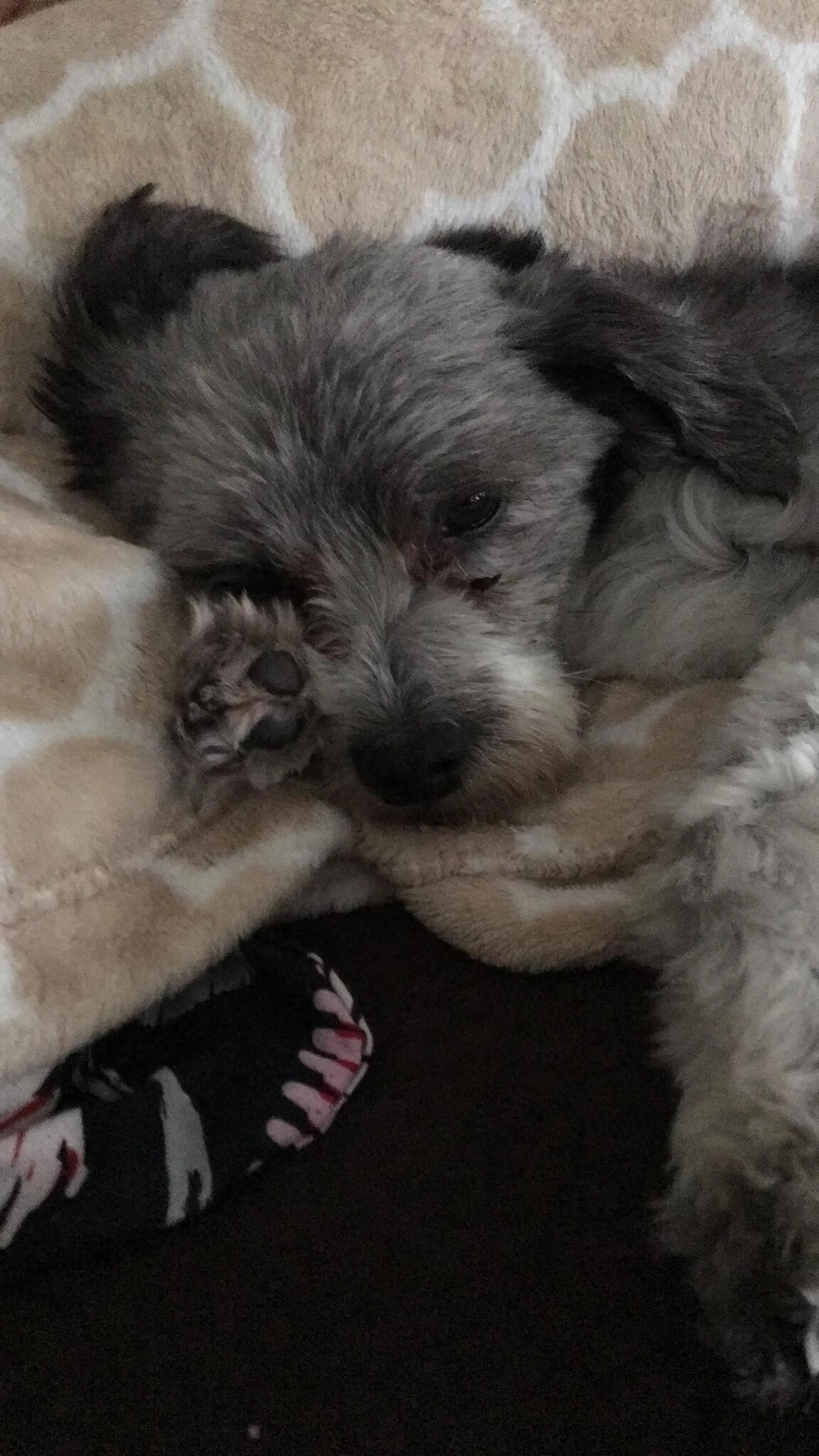 Lost pet