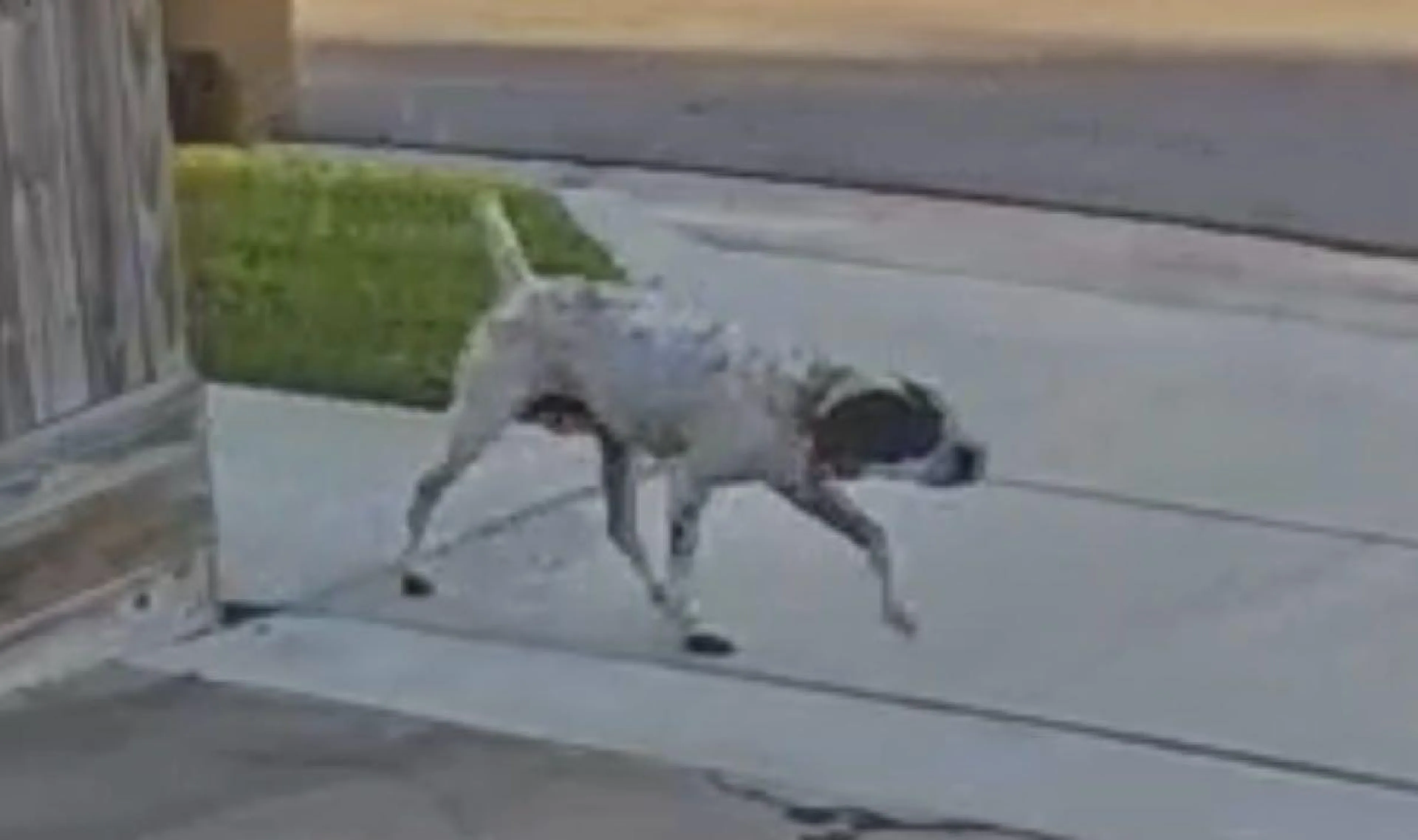 Lost pet