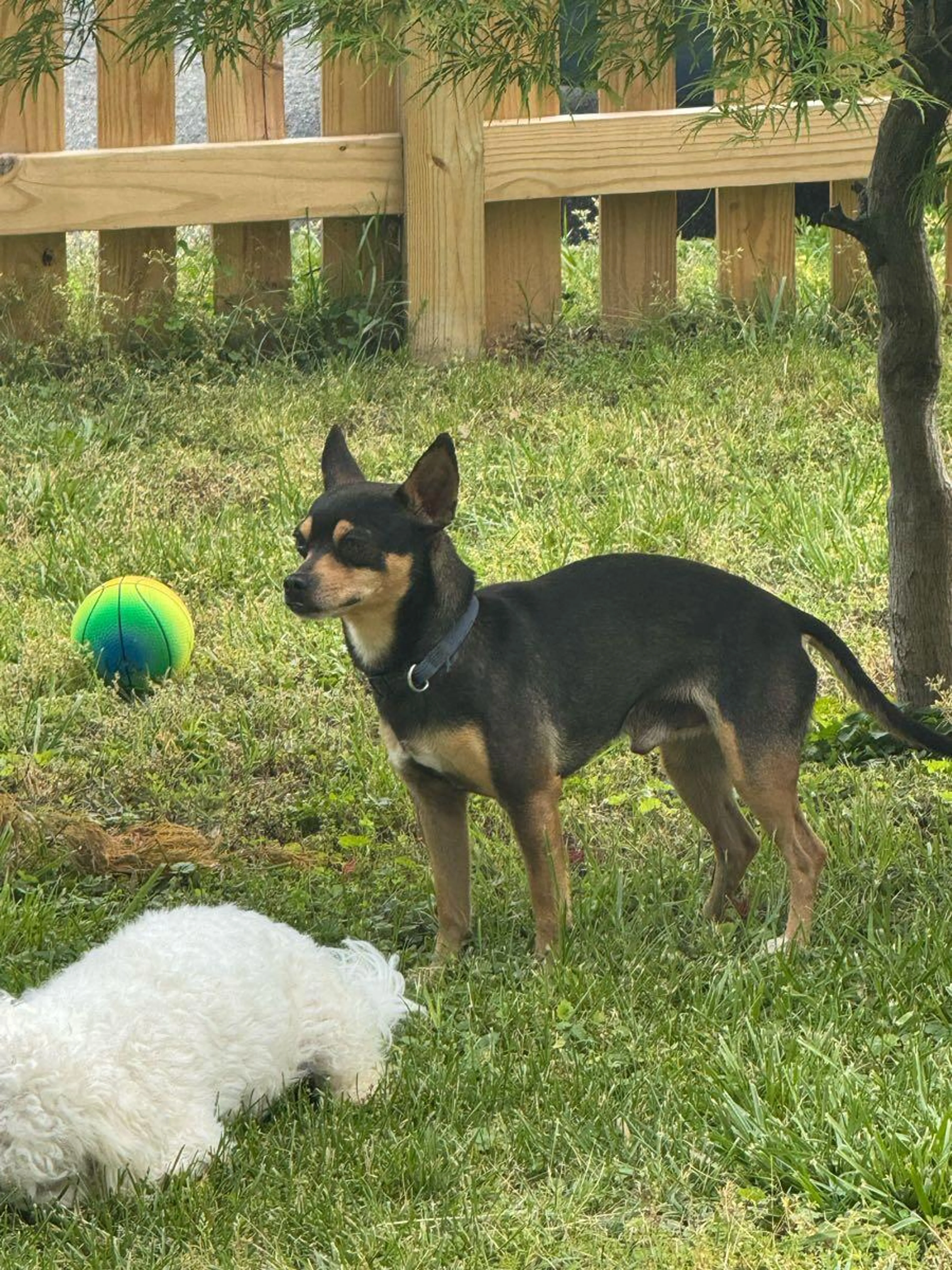 Found pet