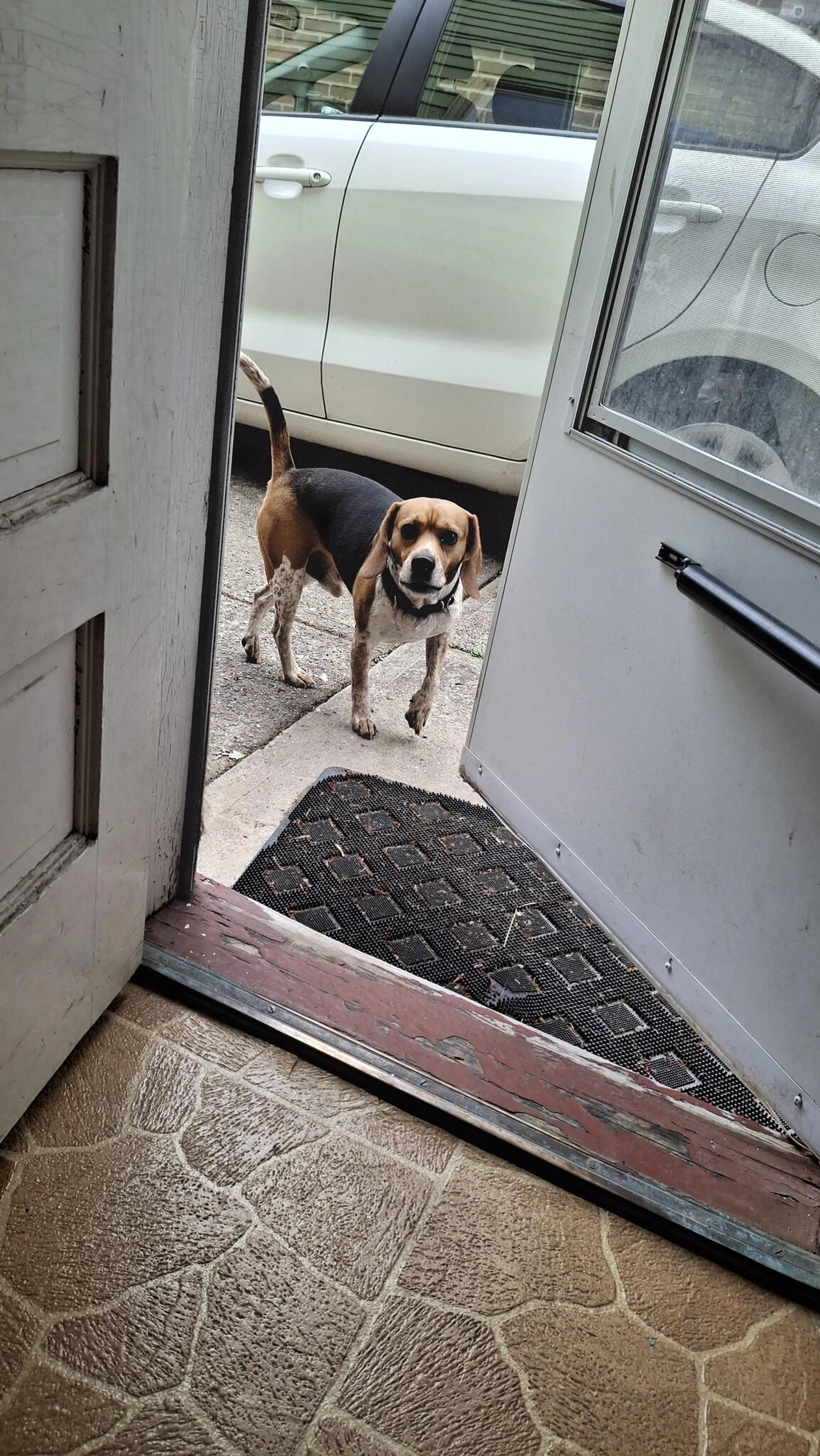 Found pet