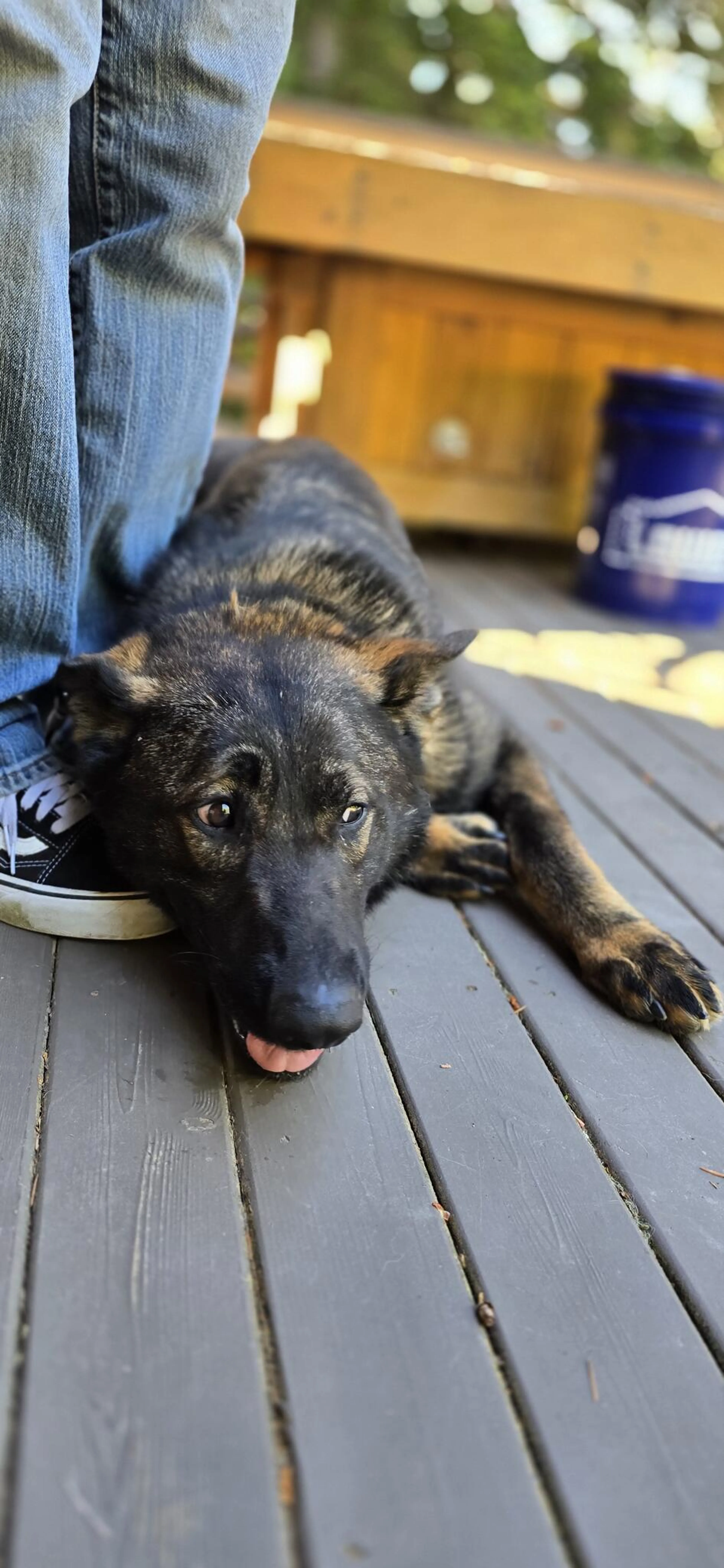 Lost pet