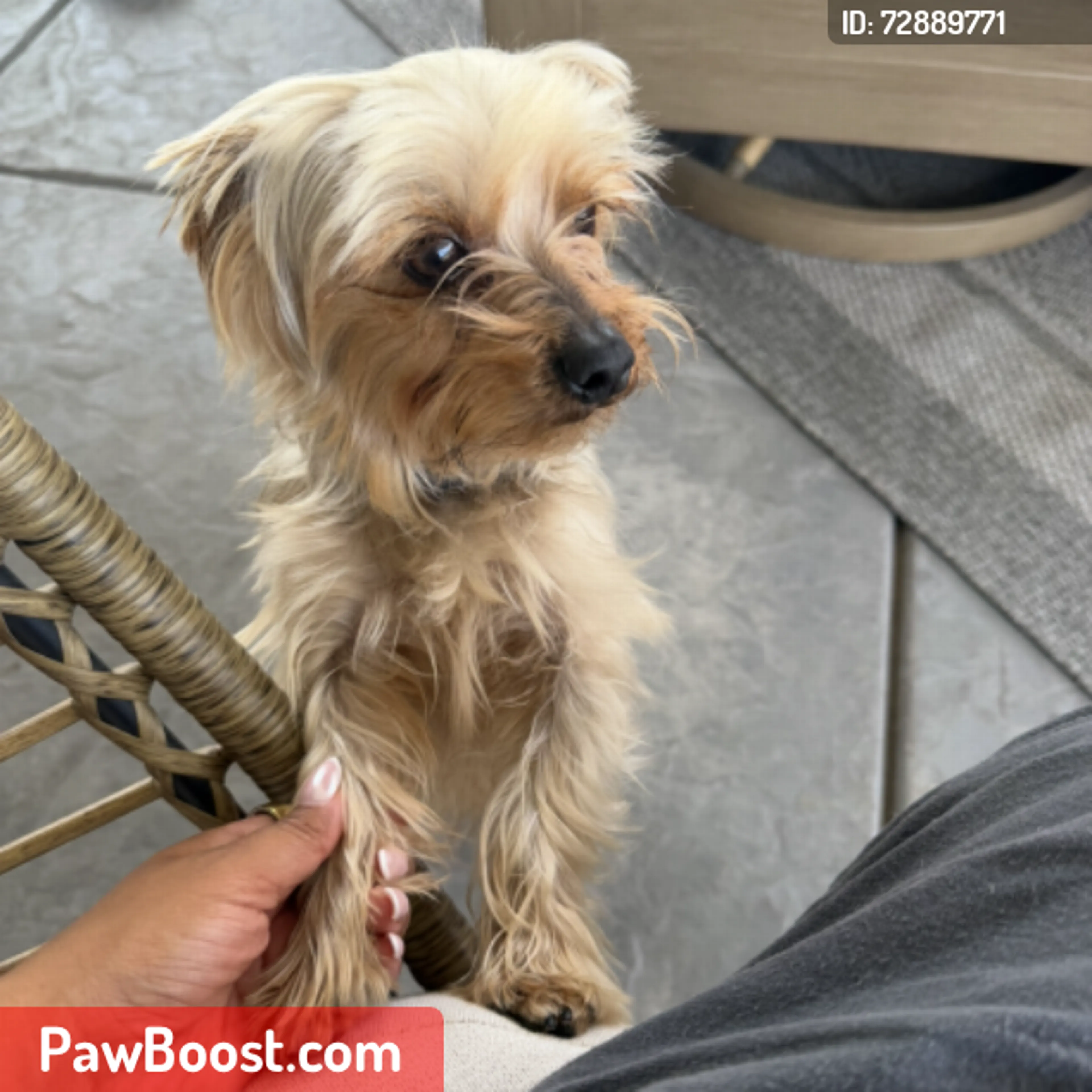 Lost pet