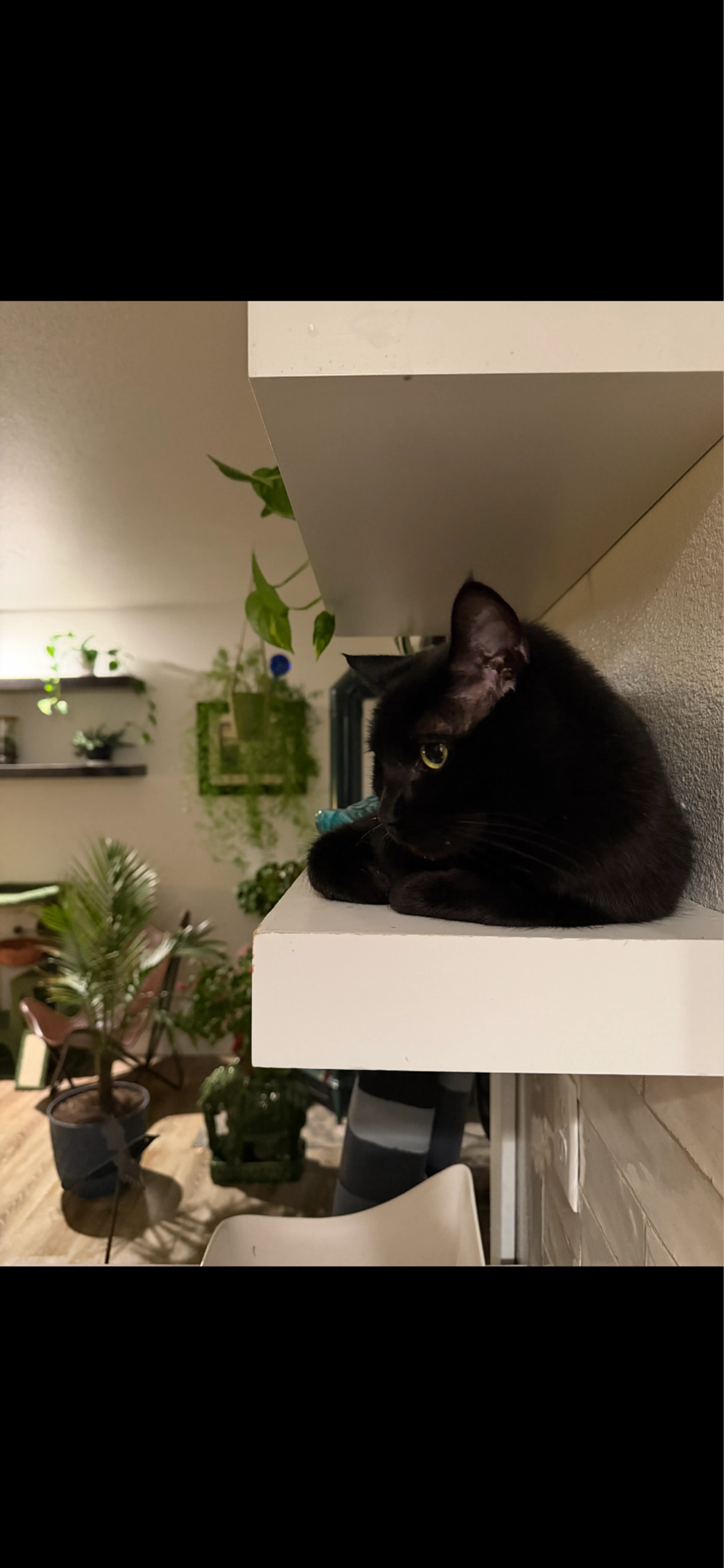 Lost pet