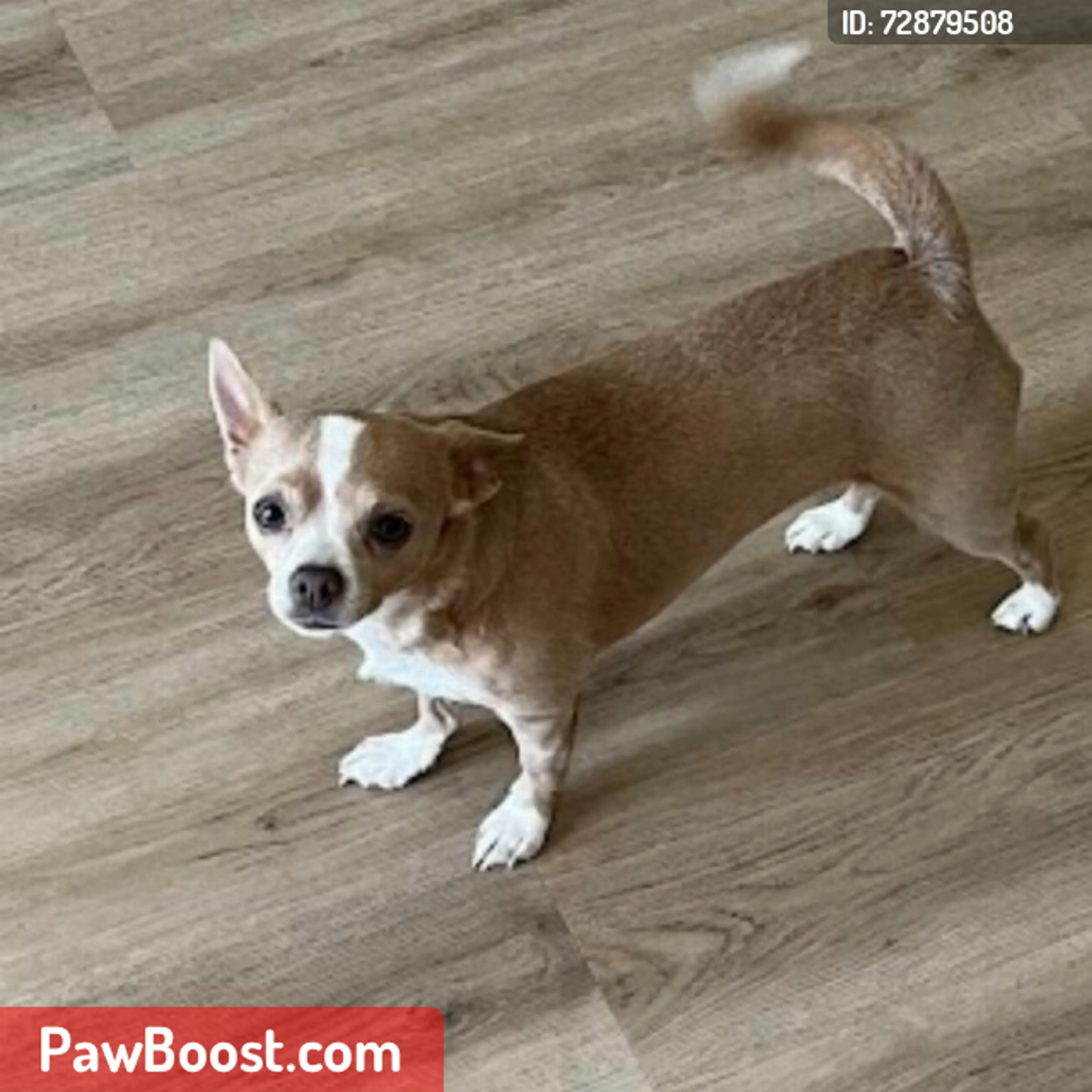Lost pet