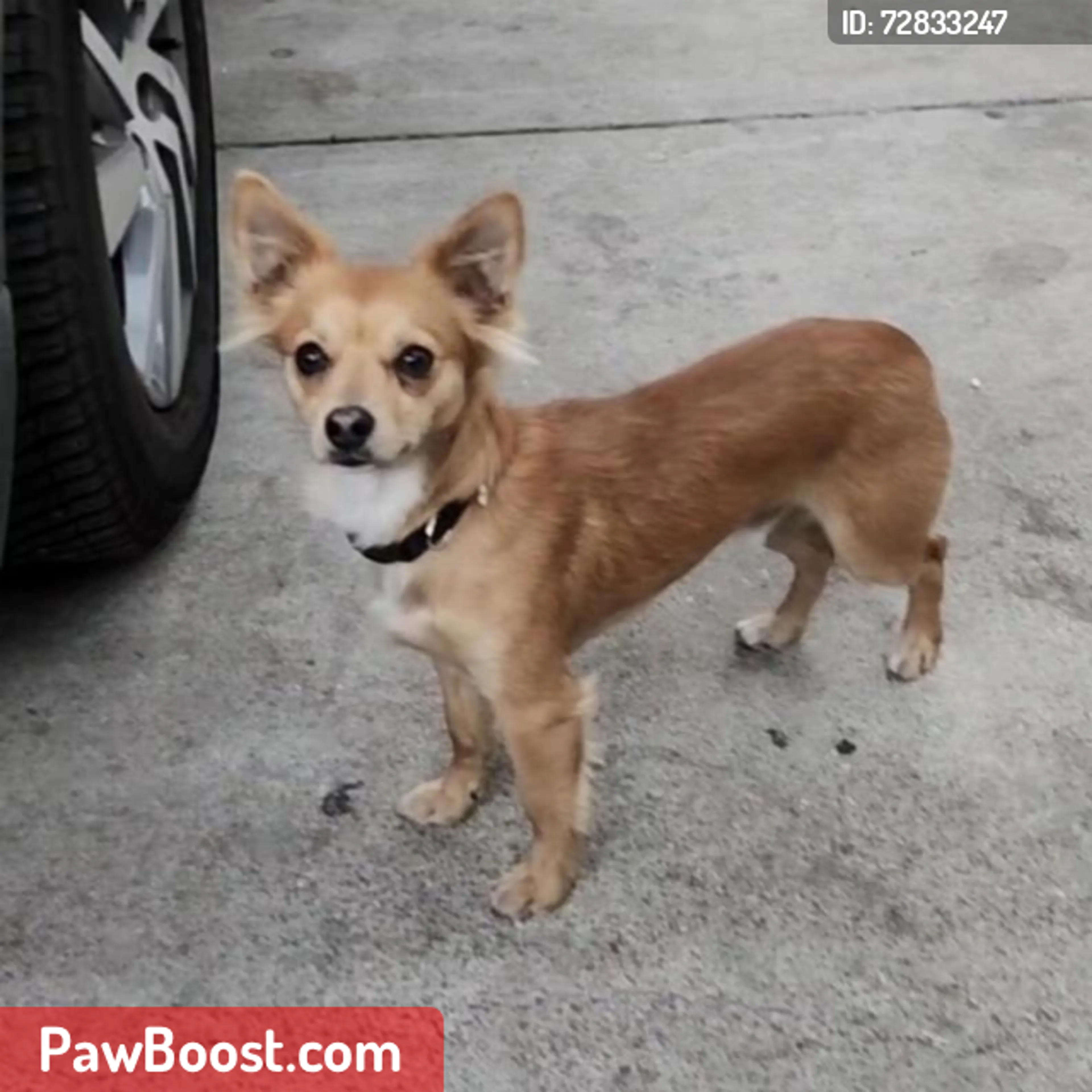 Lost pet