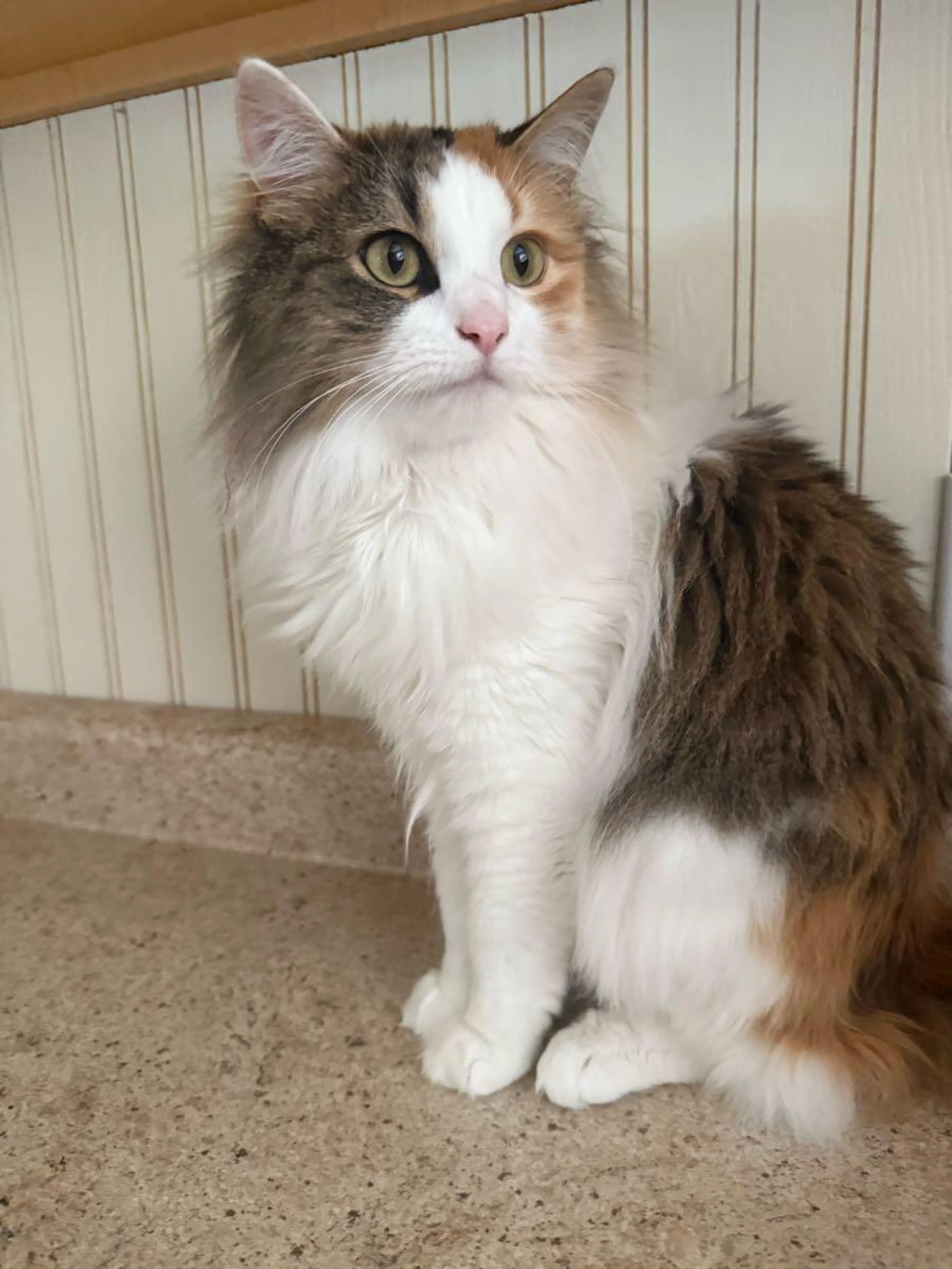 Lost pet