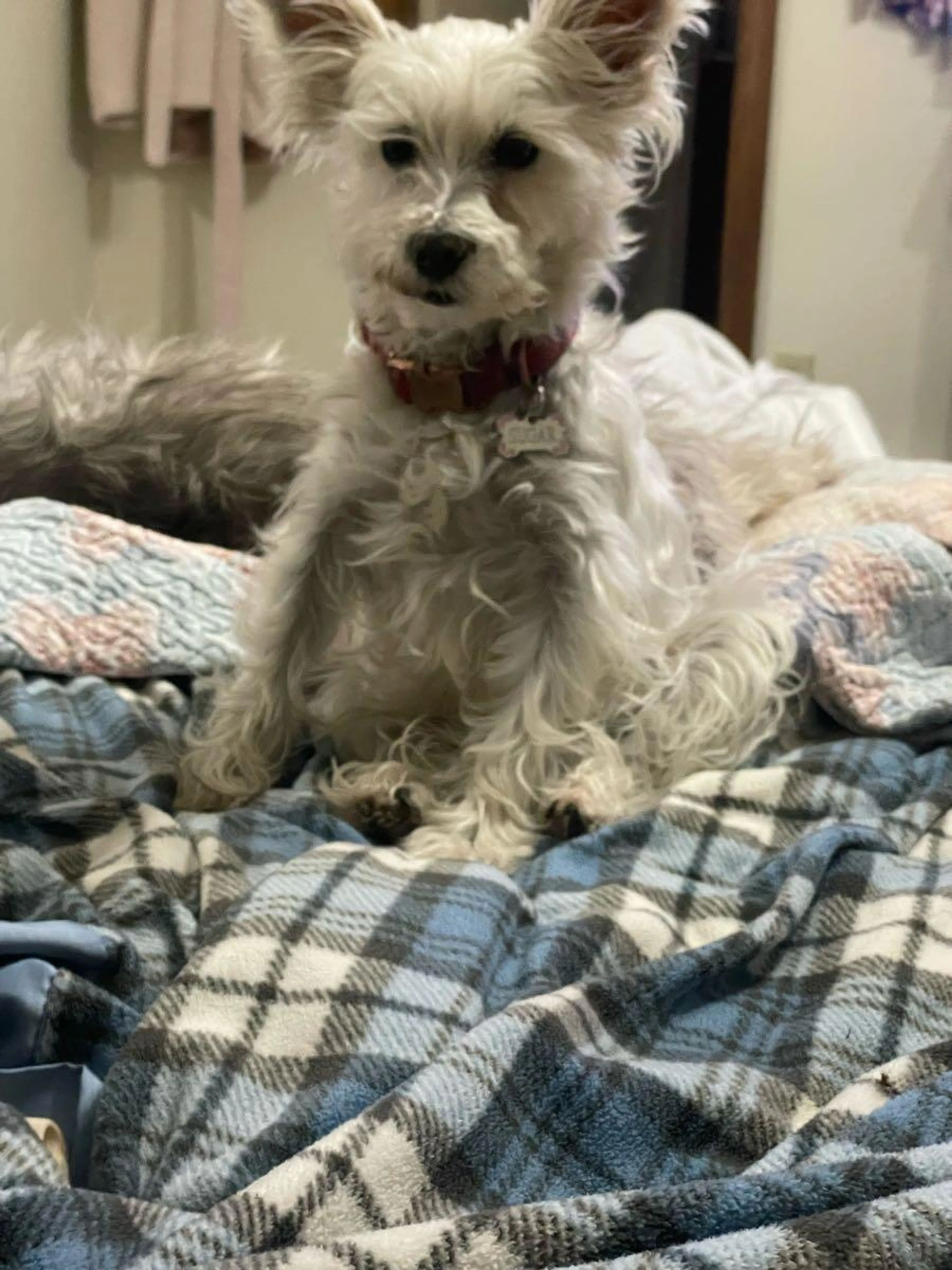 Lost pet