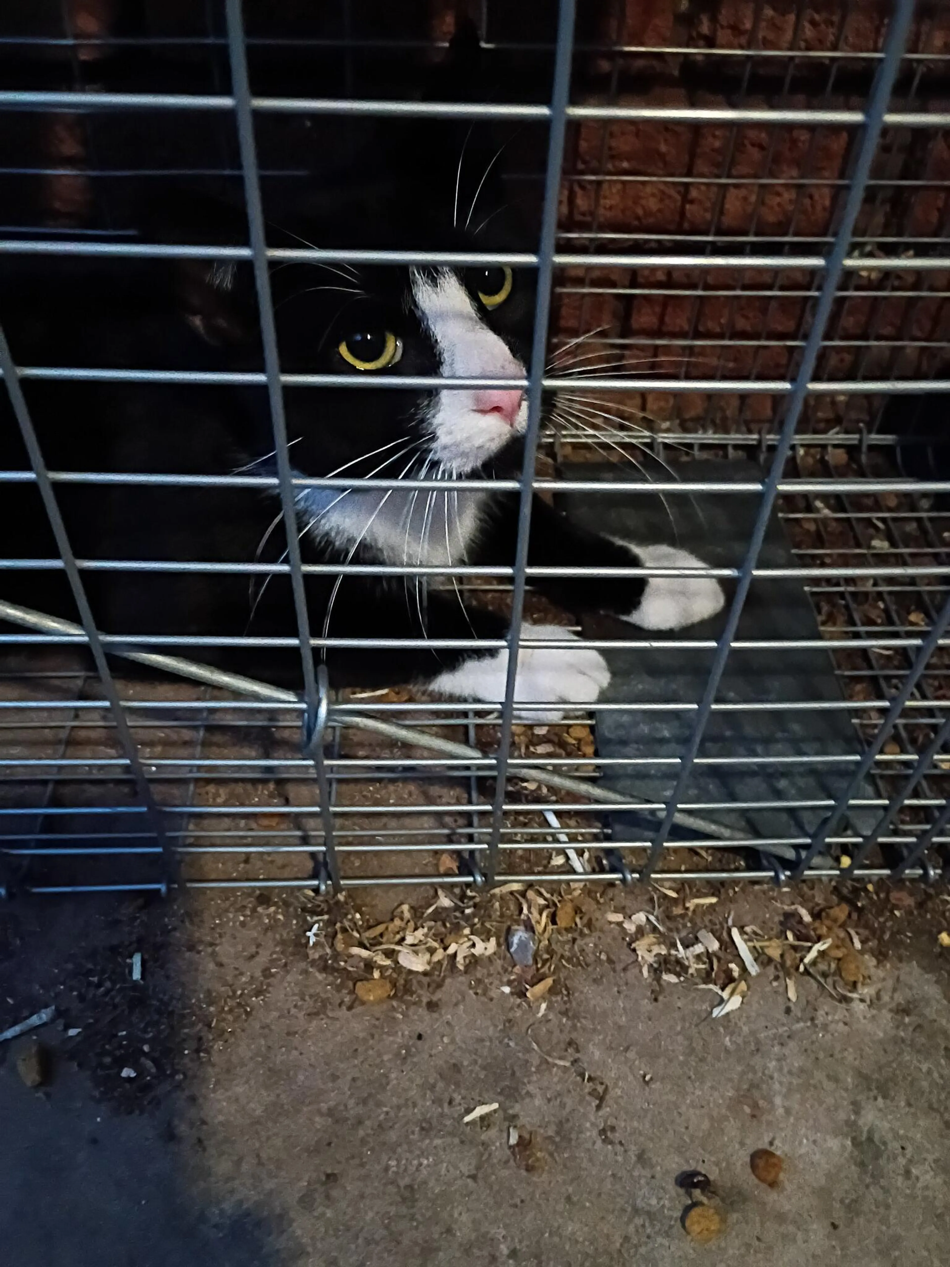 Found pet
