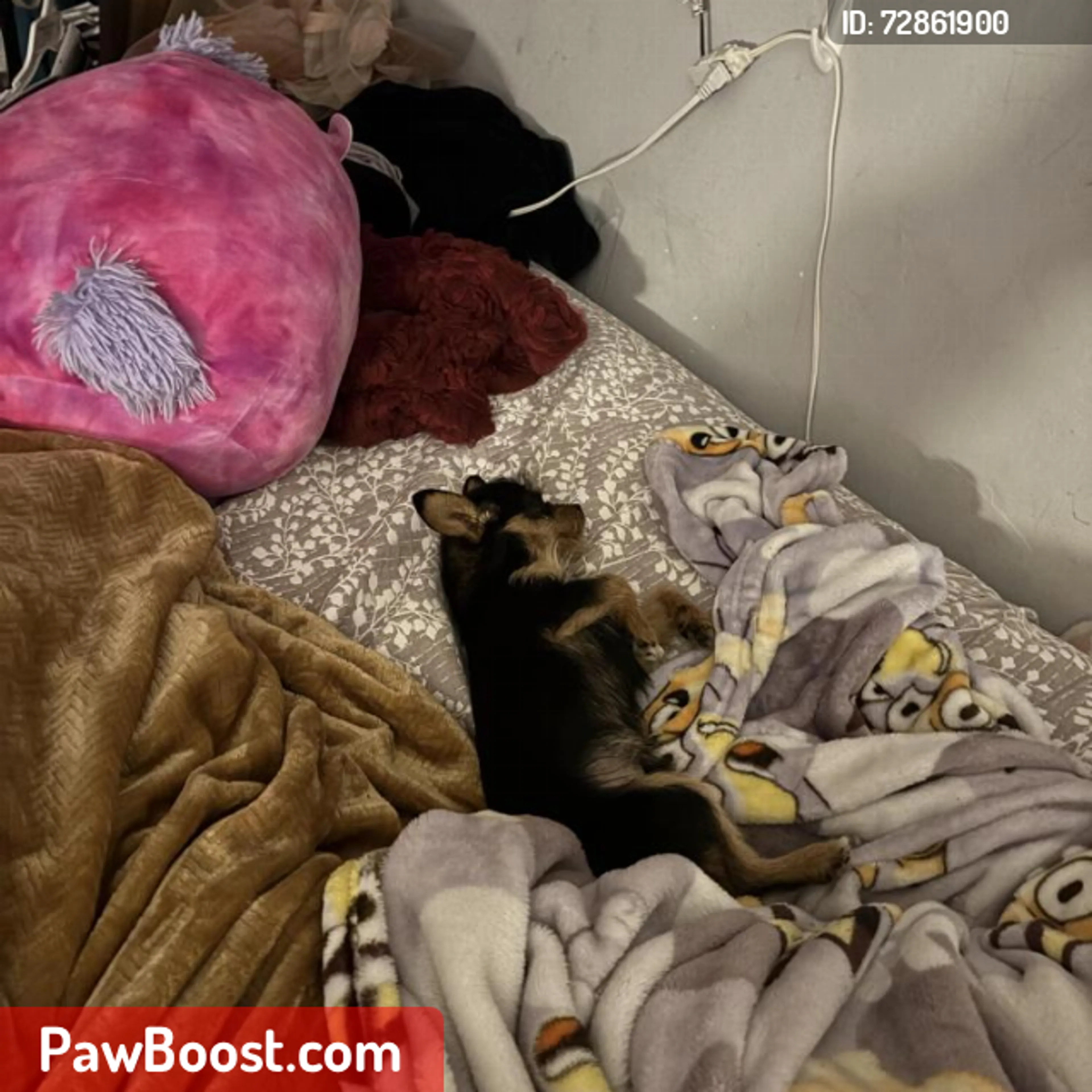 Lost pet
