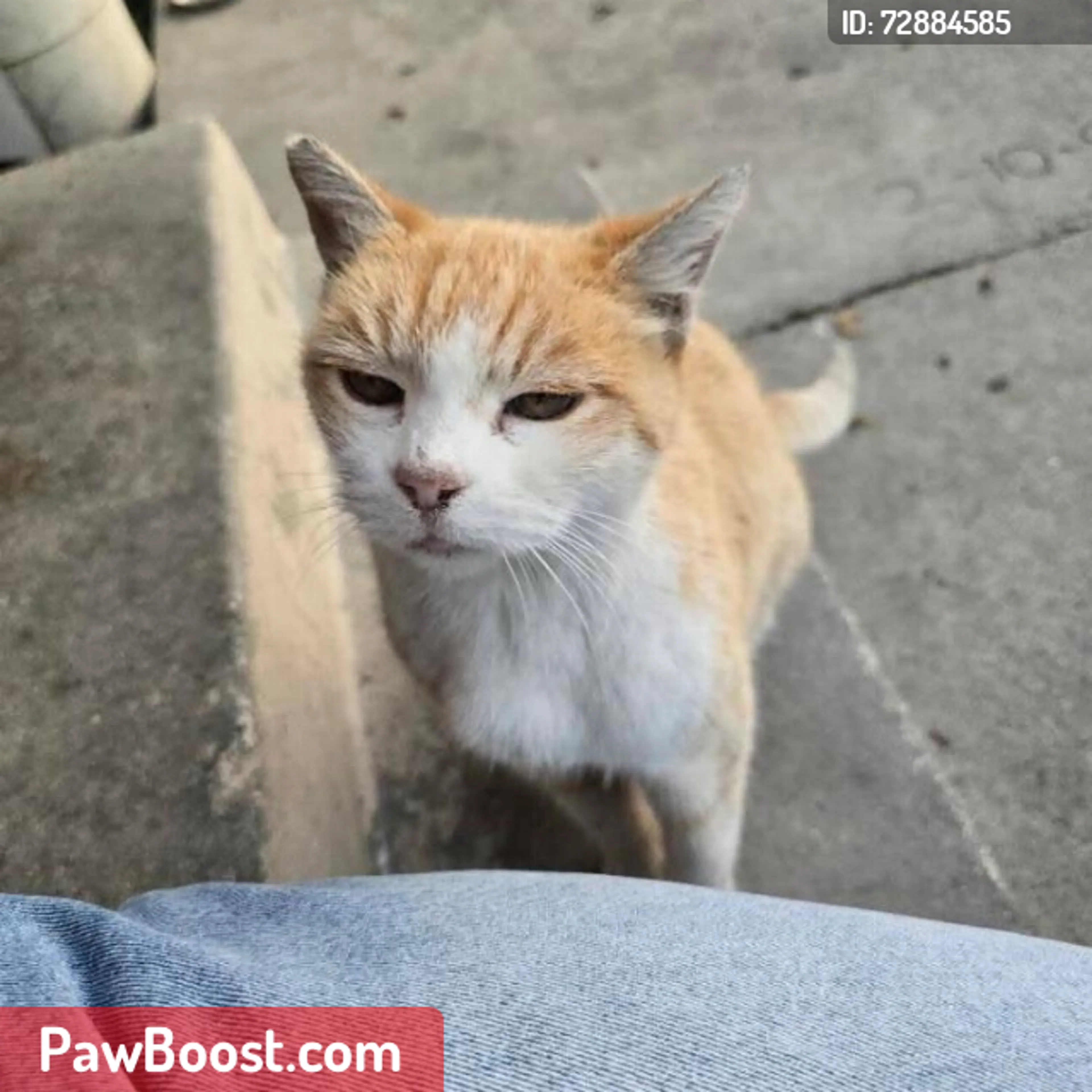 Lost pet
