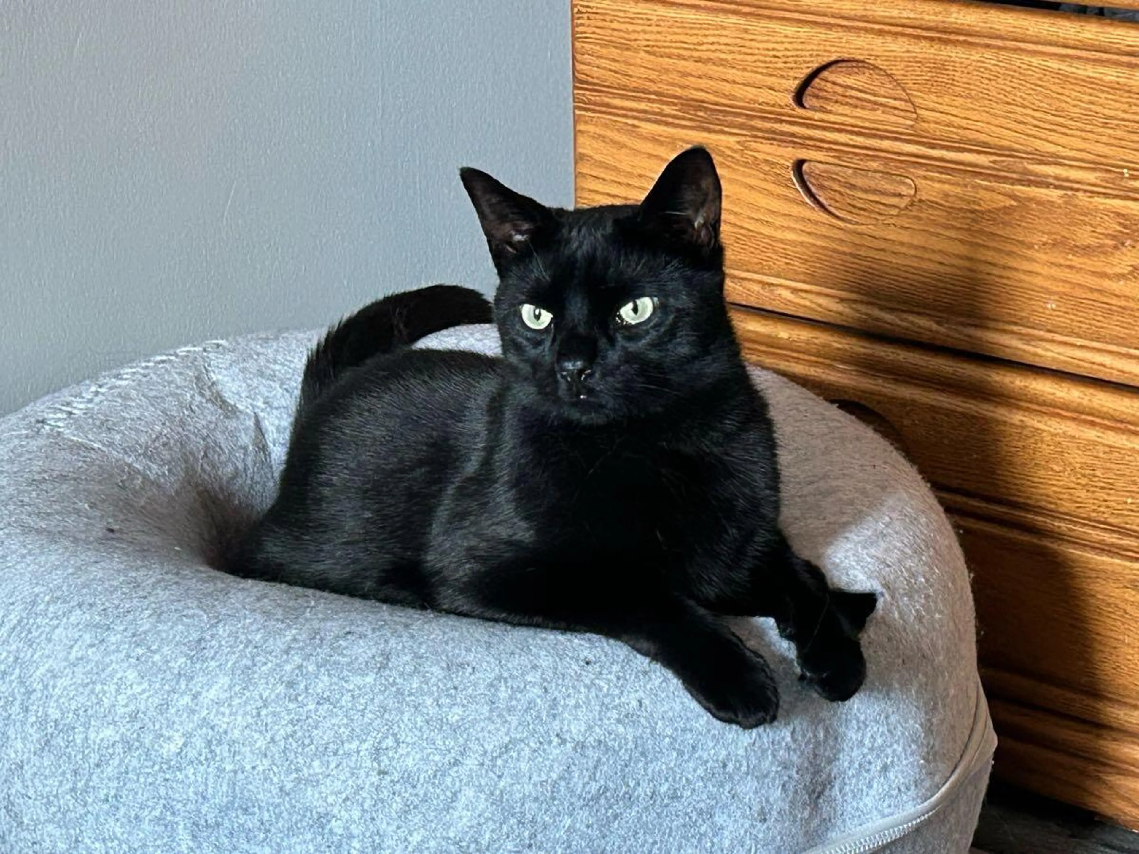 Lost pet