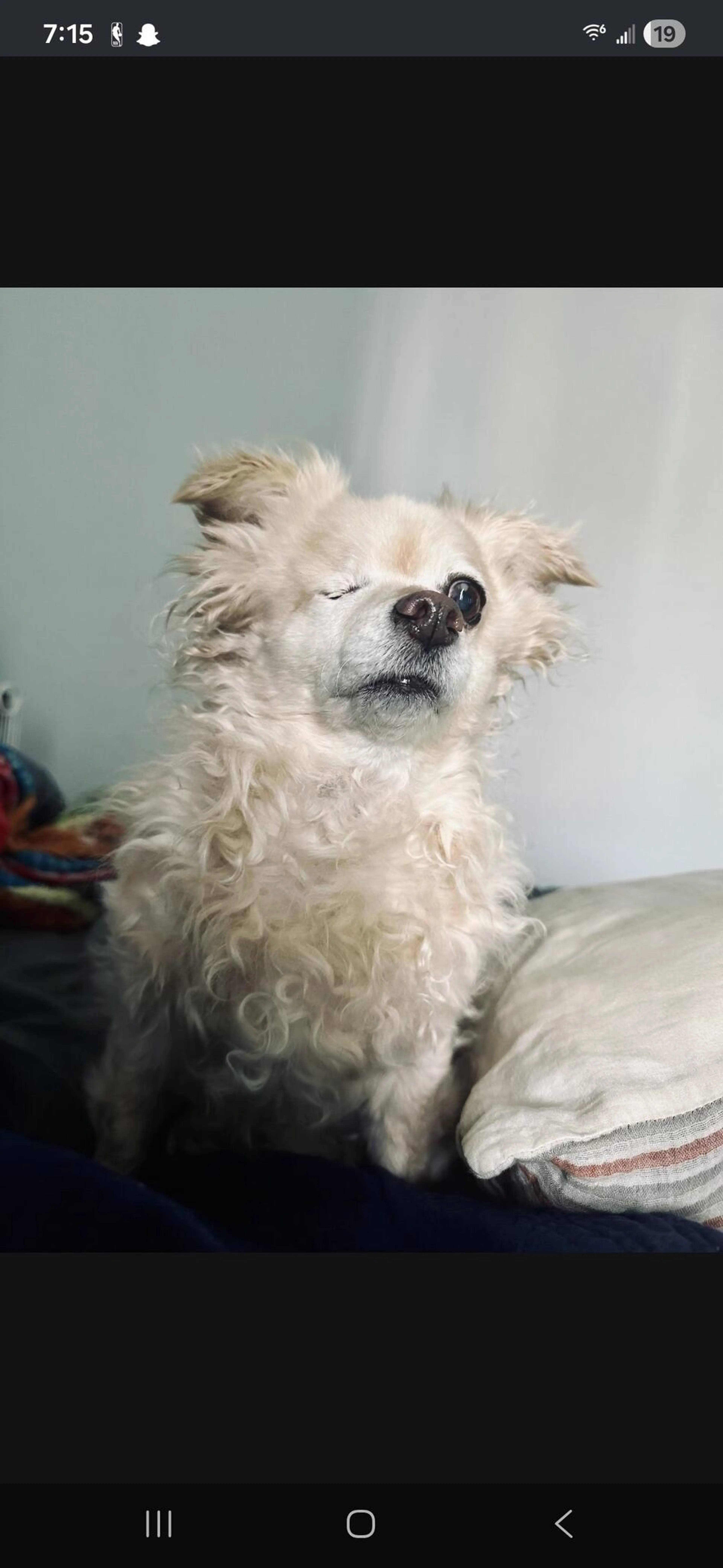 Lost pet