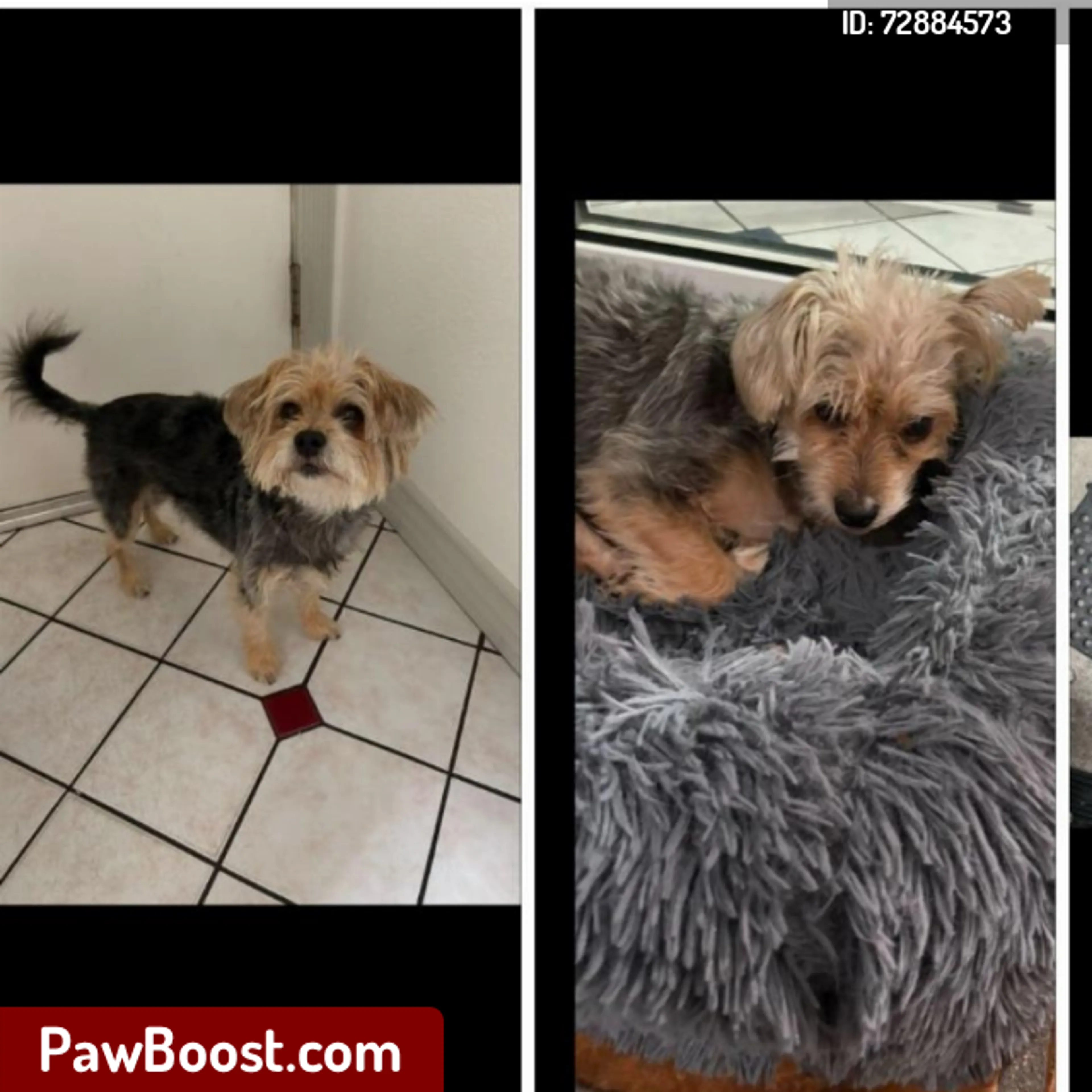 Lost pet