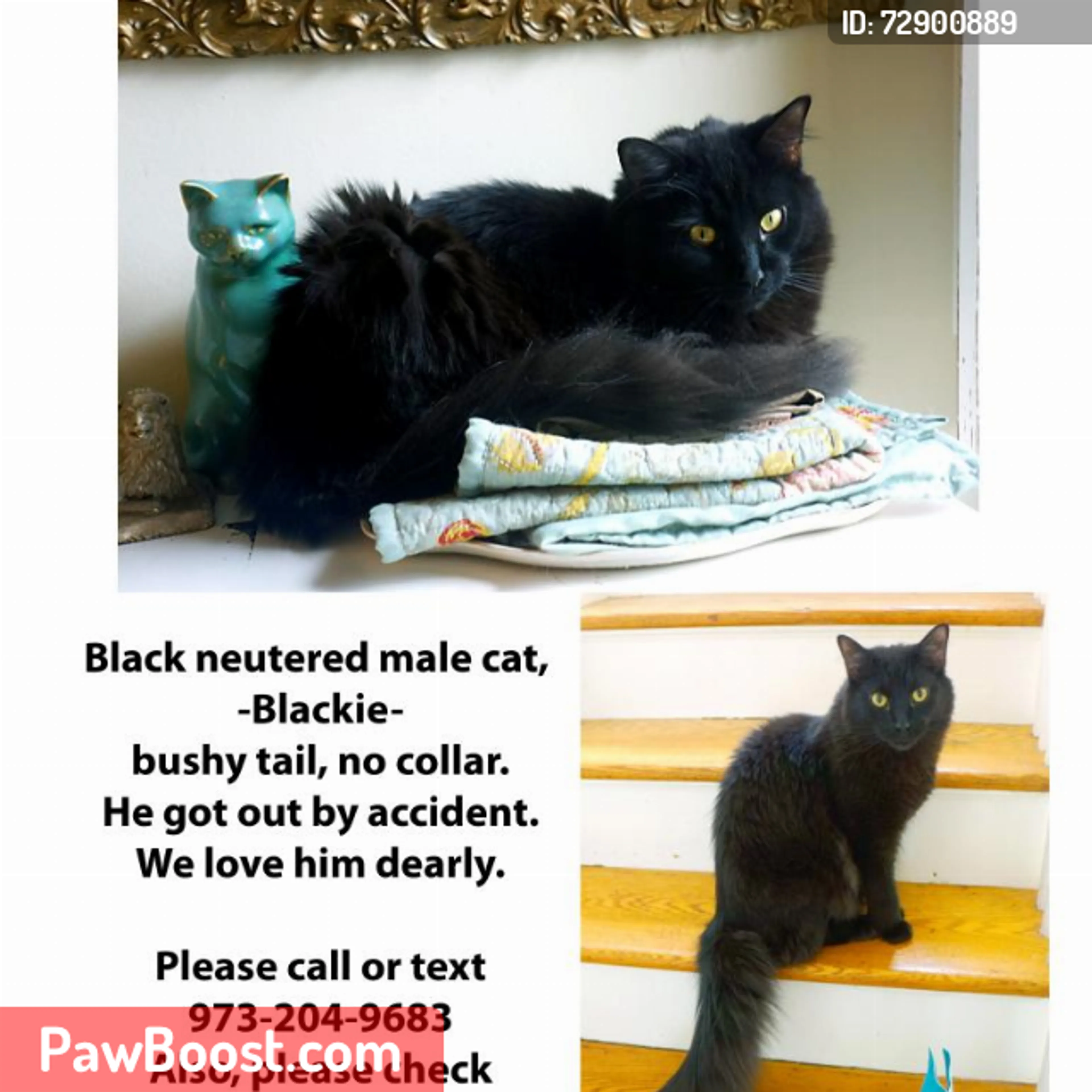 Lost pet