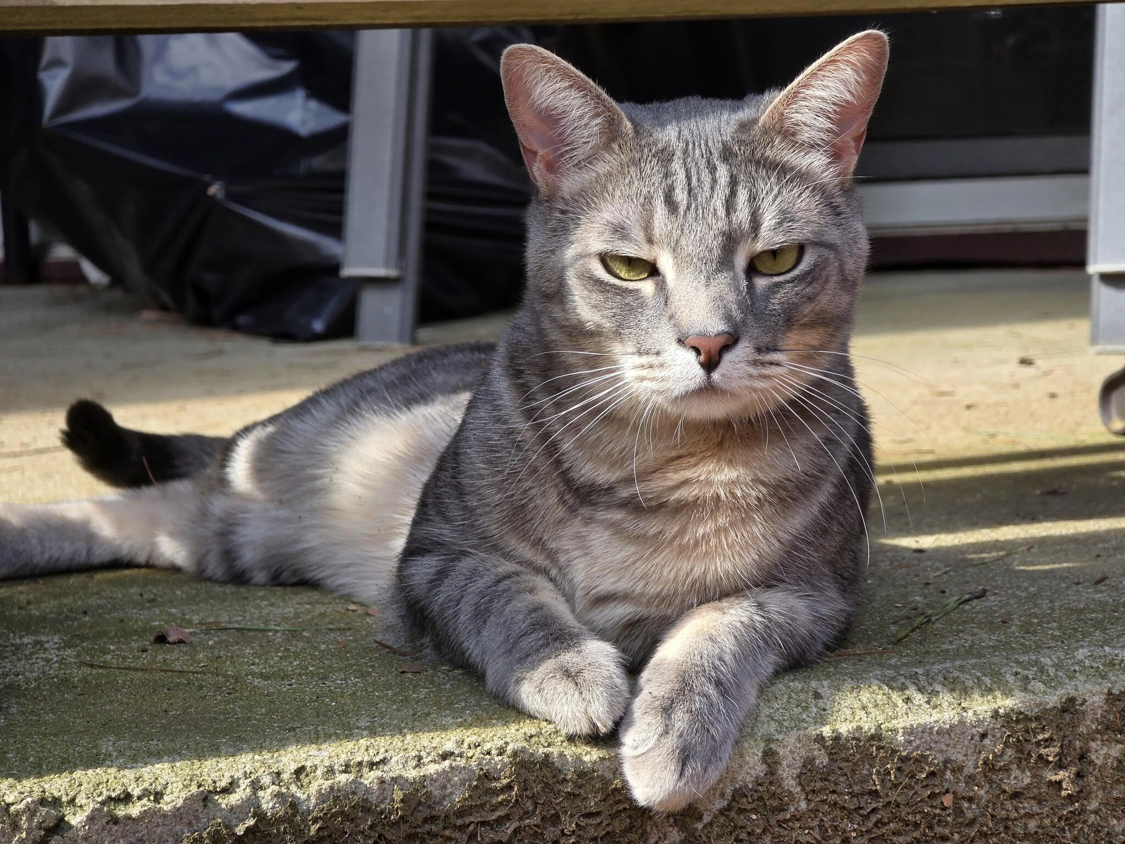 Lost pet