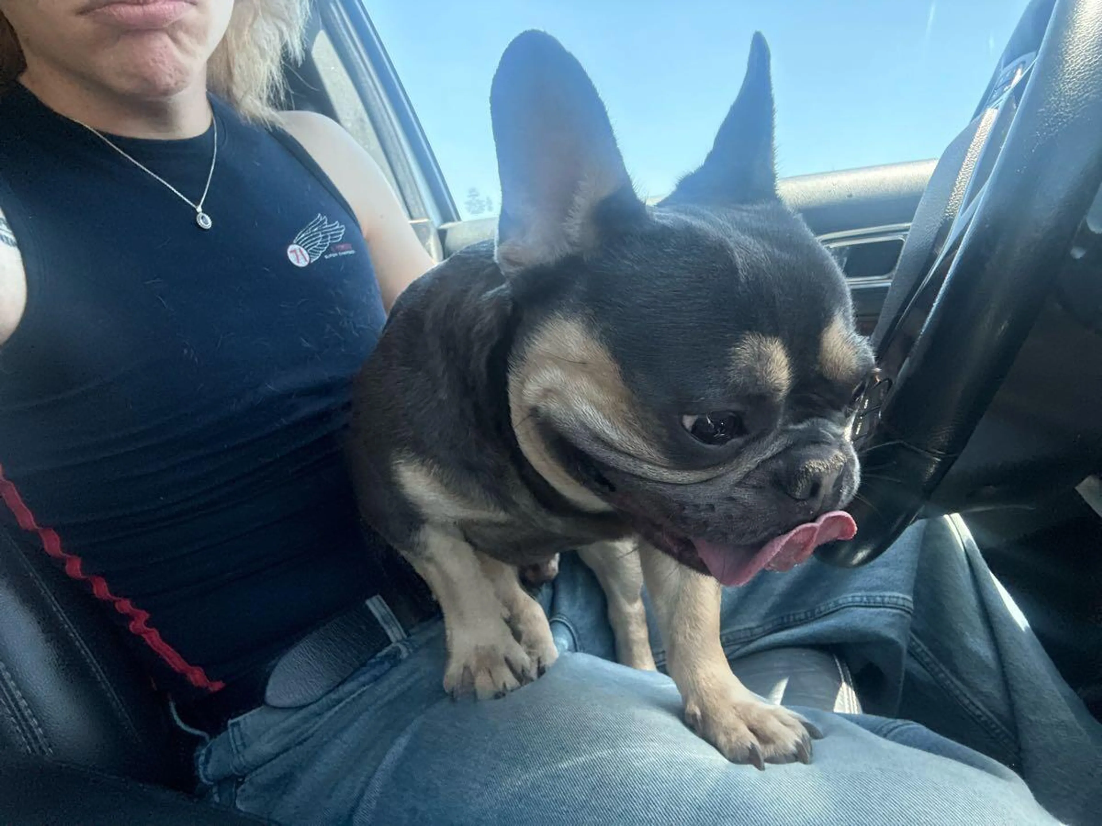 Found pet