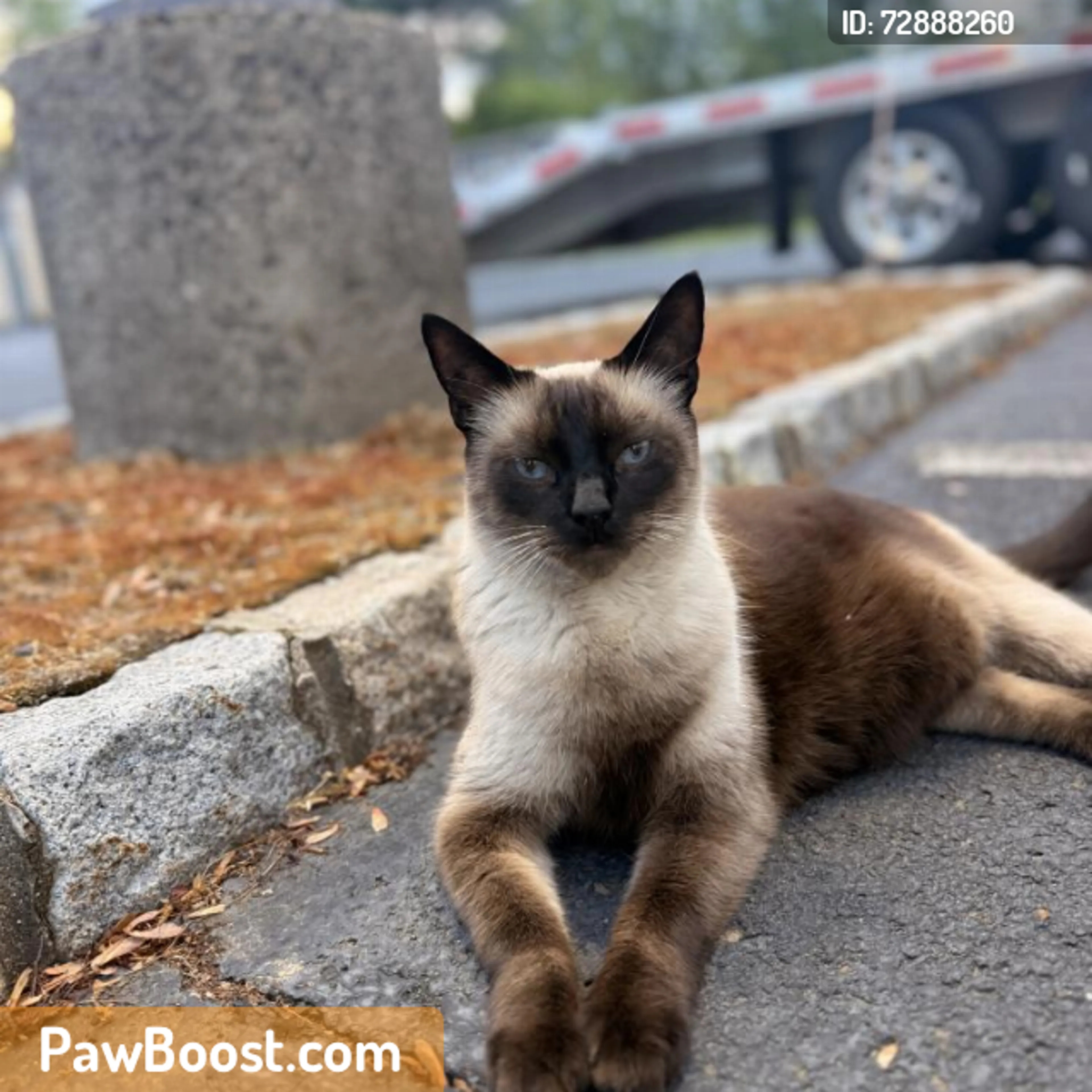 Found pet