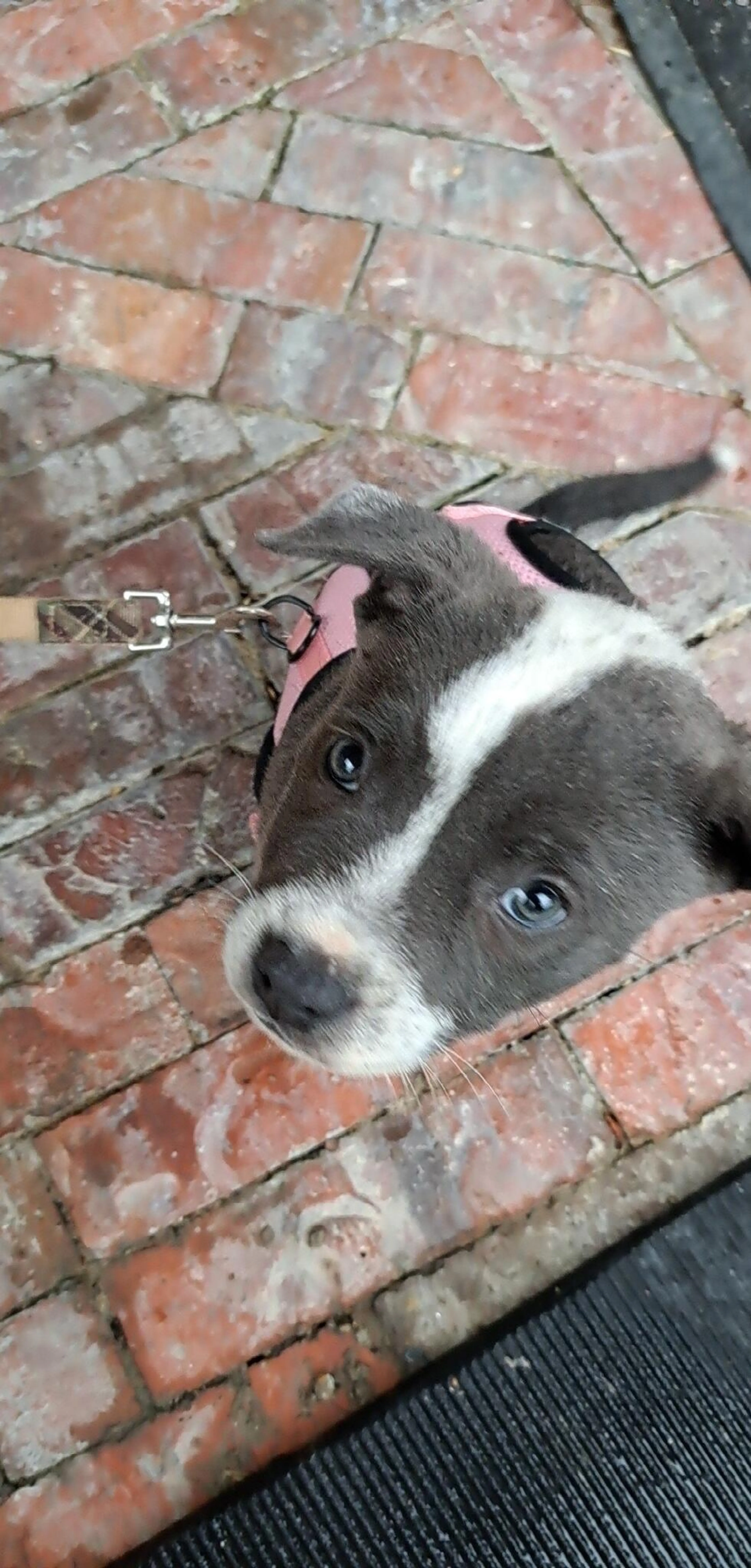 Found pet