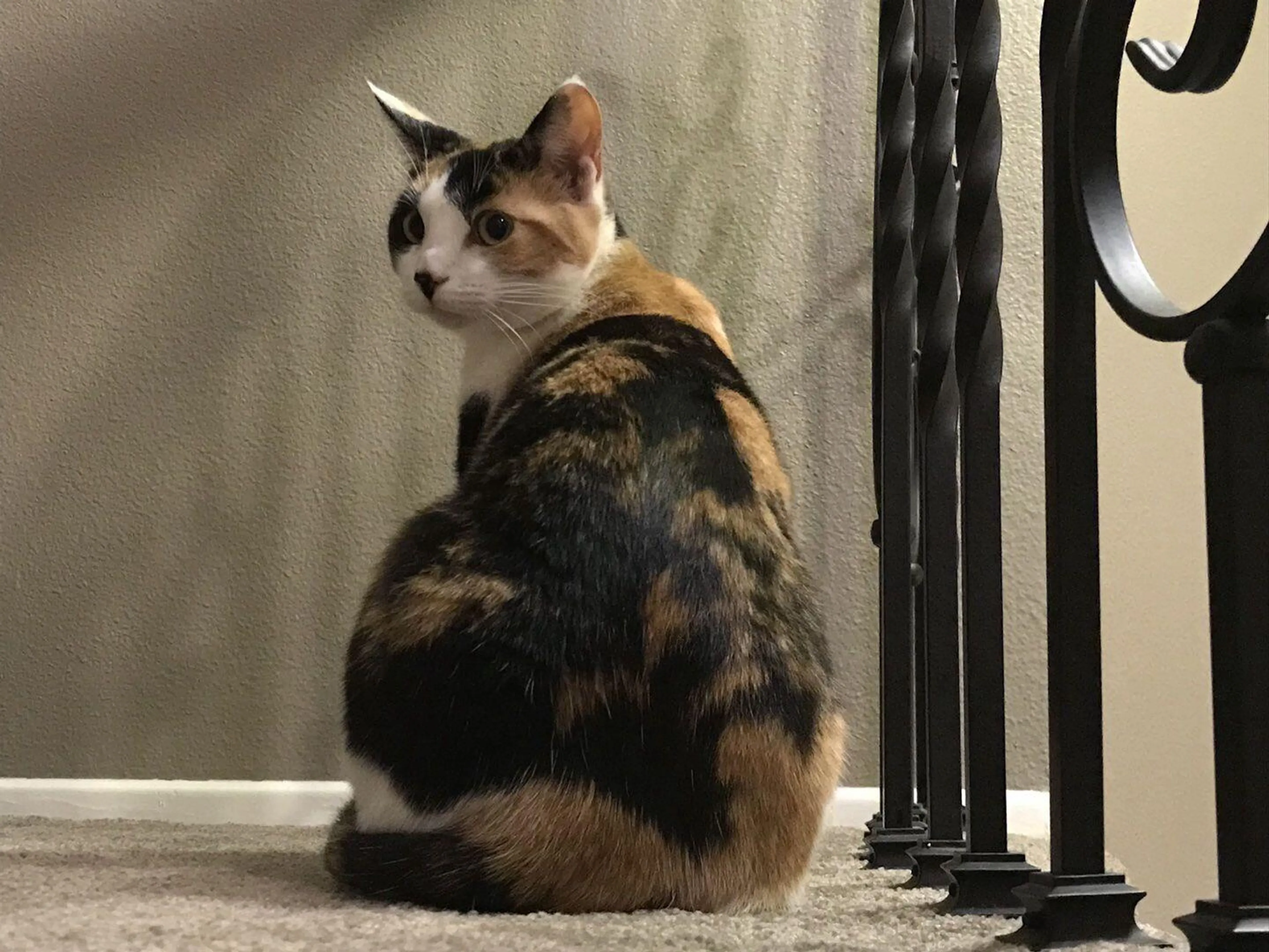 Lost pet