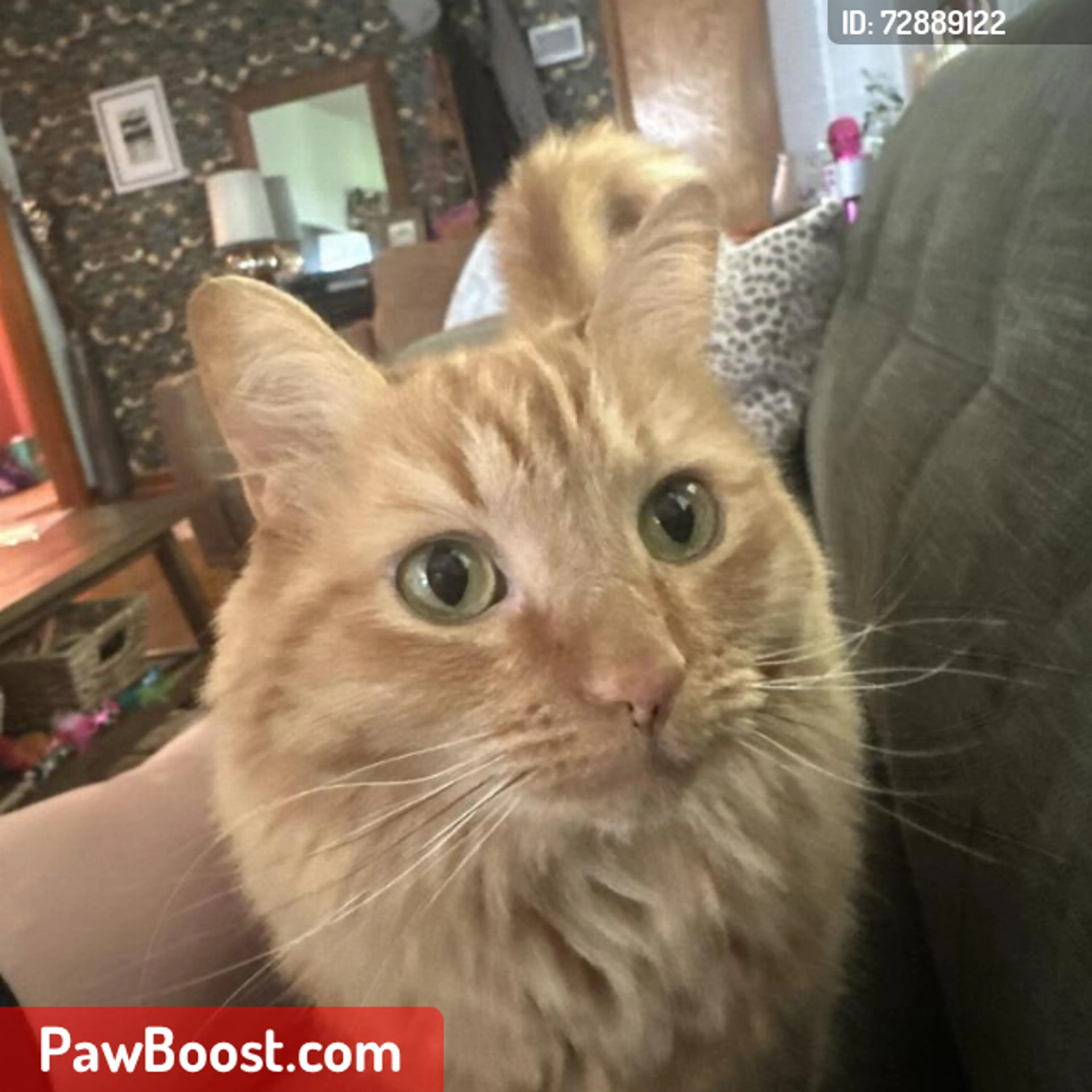 Lost pet