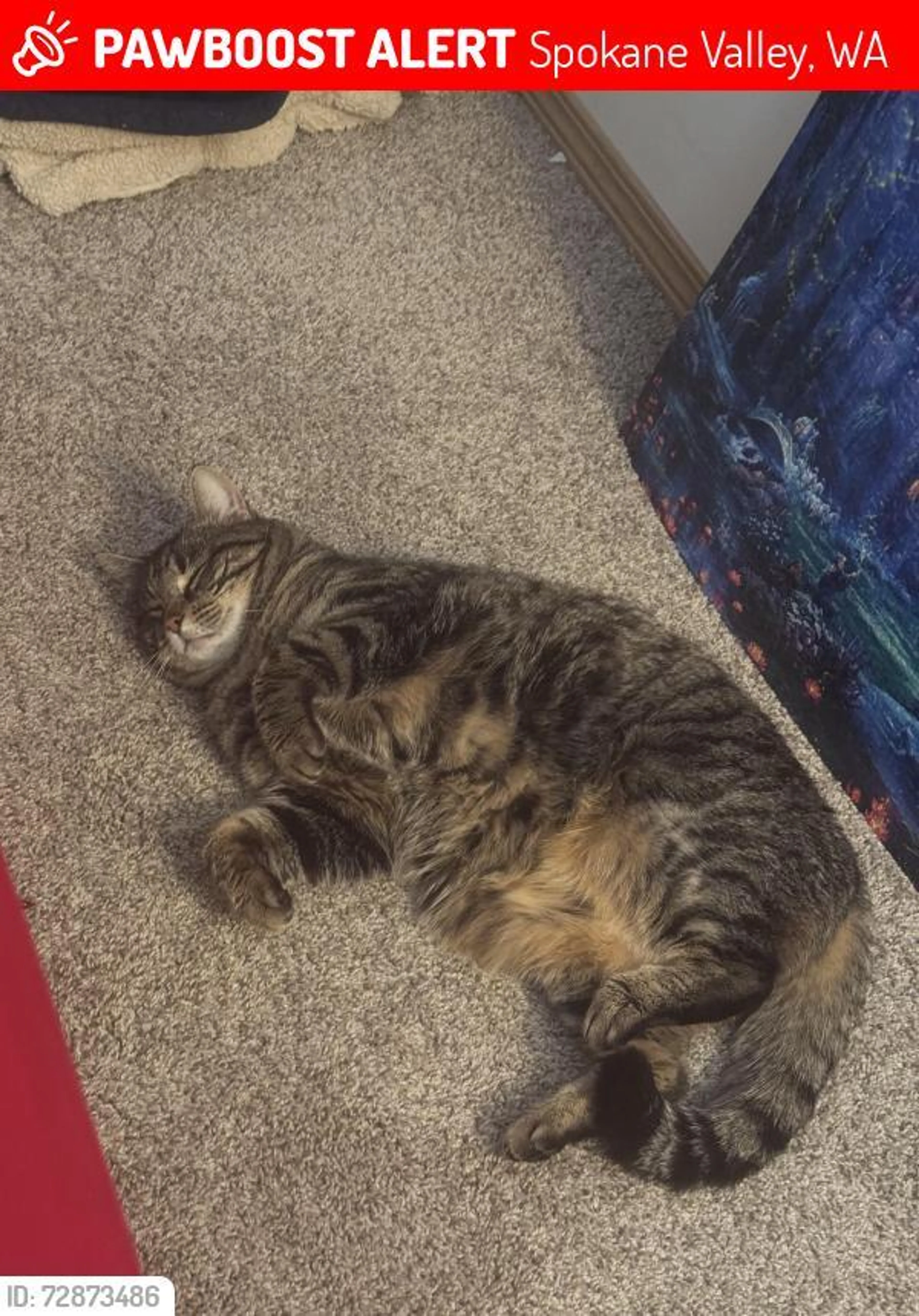 Lost pet