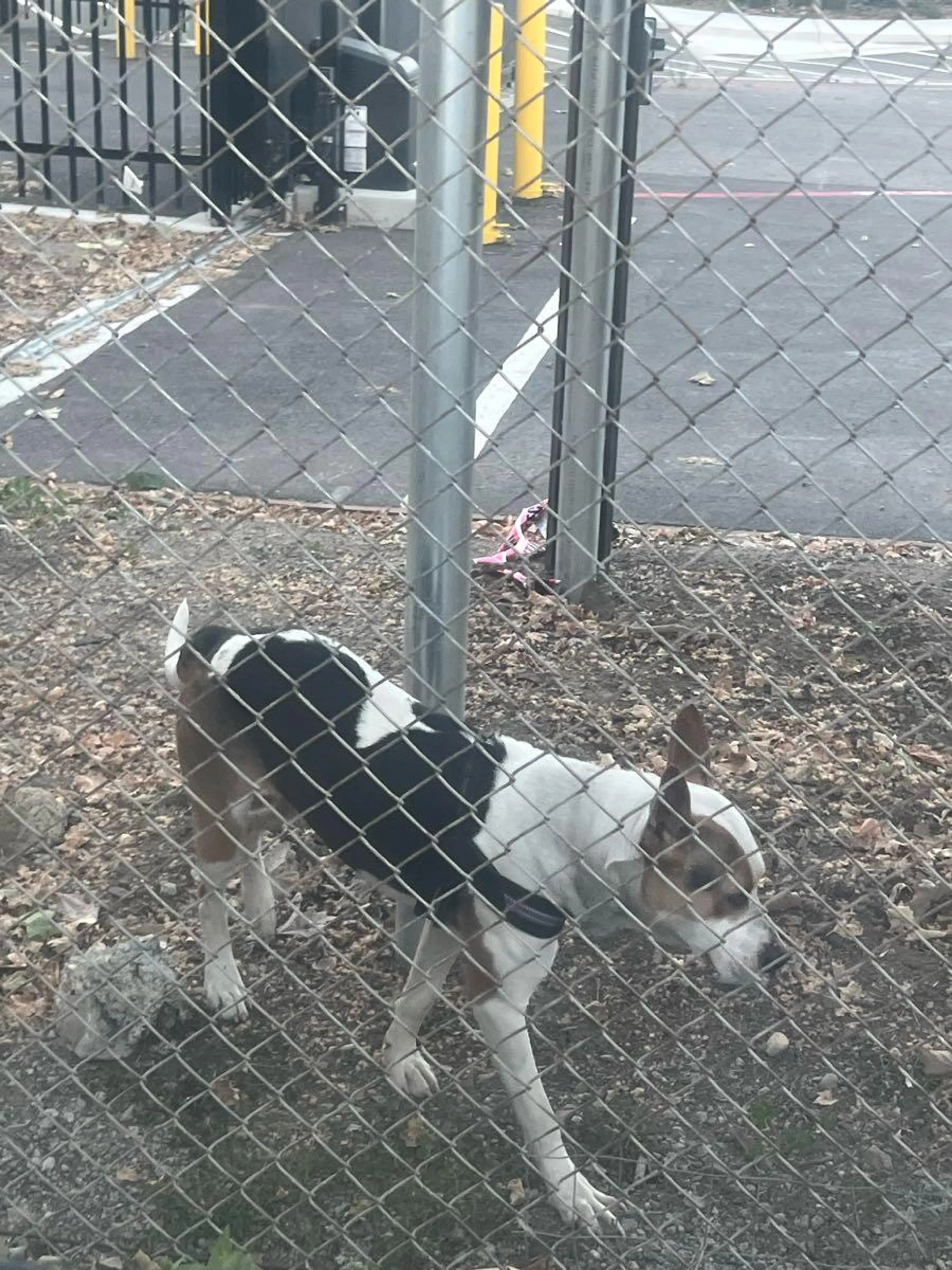 Lost pet