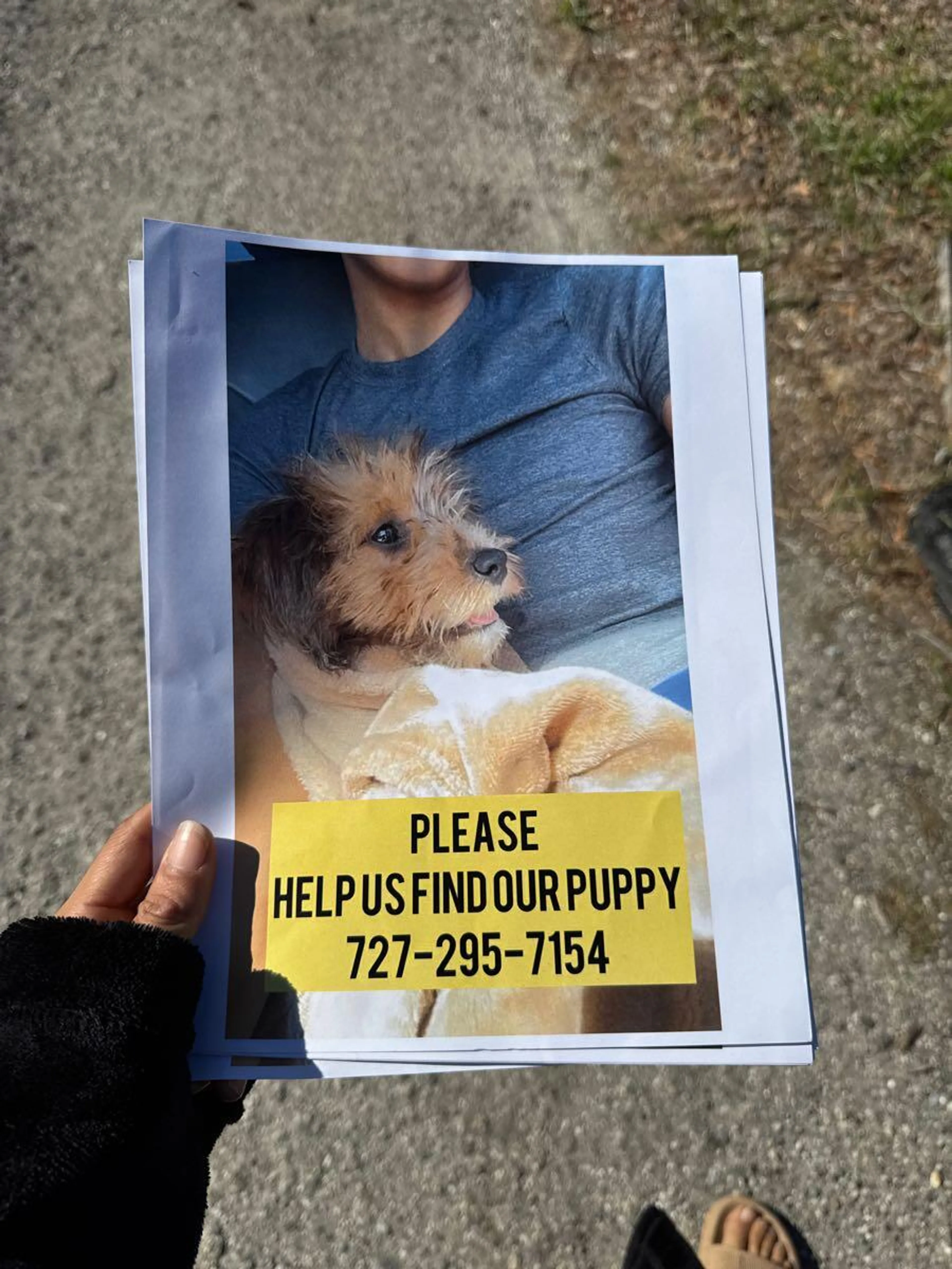 Lost pet