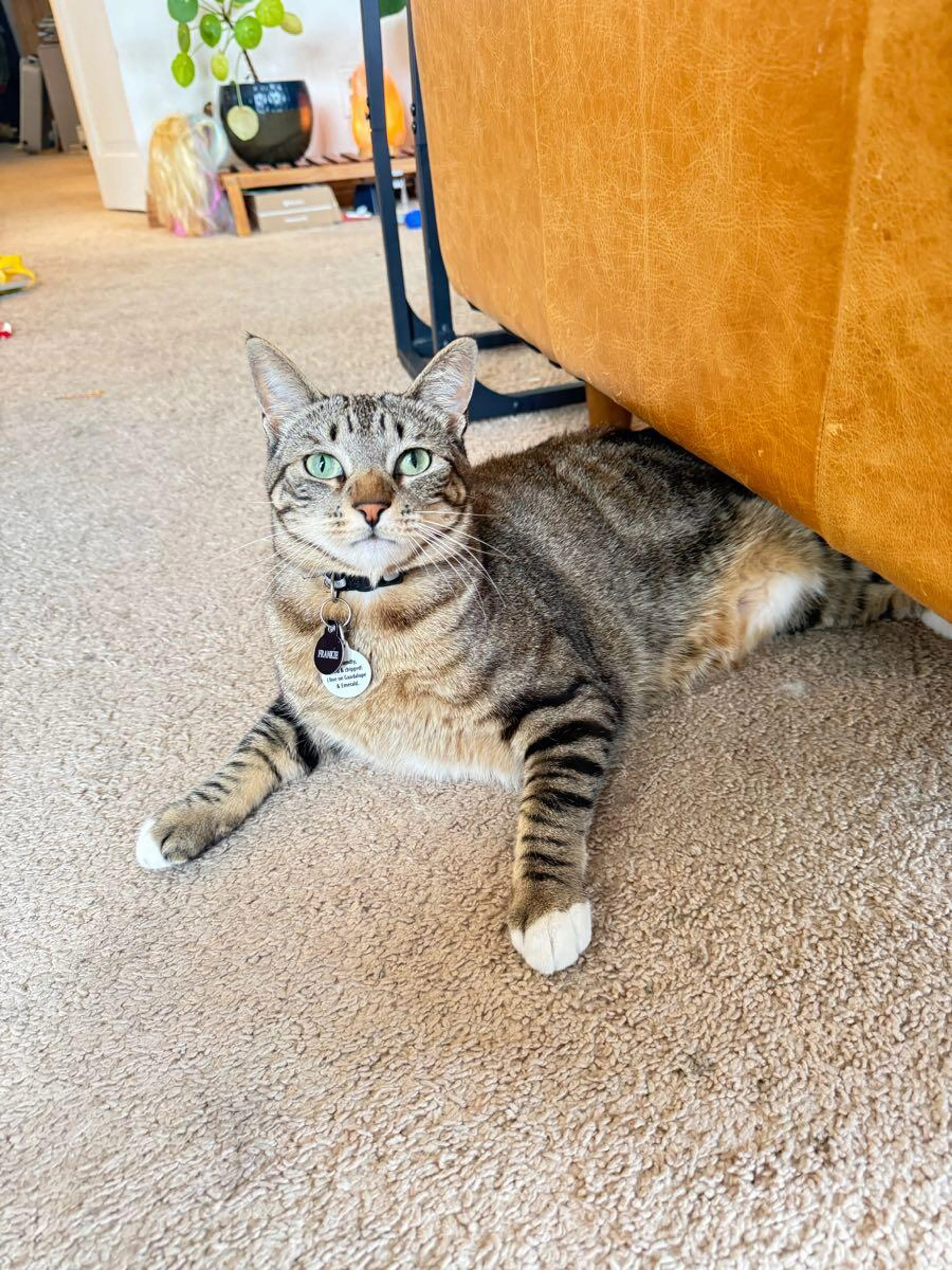 Lost pet