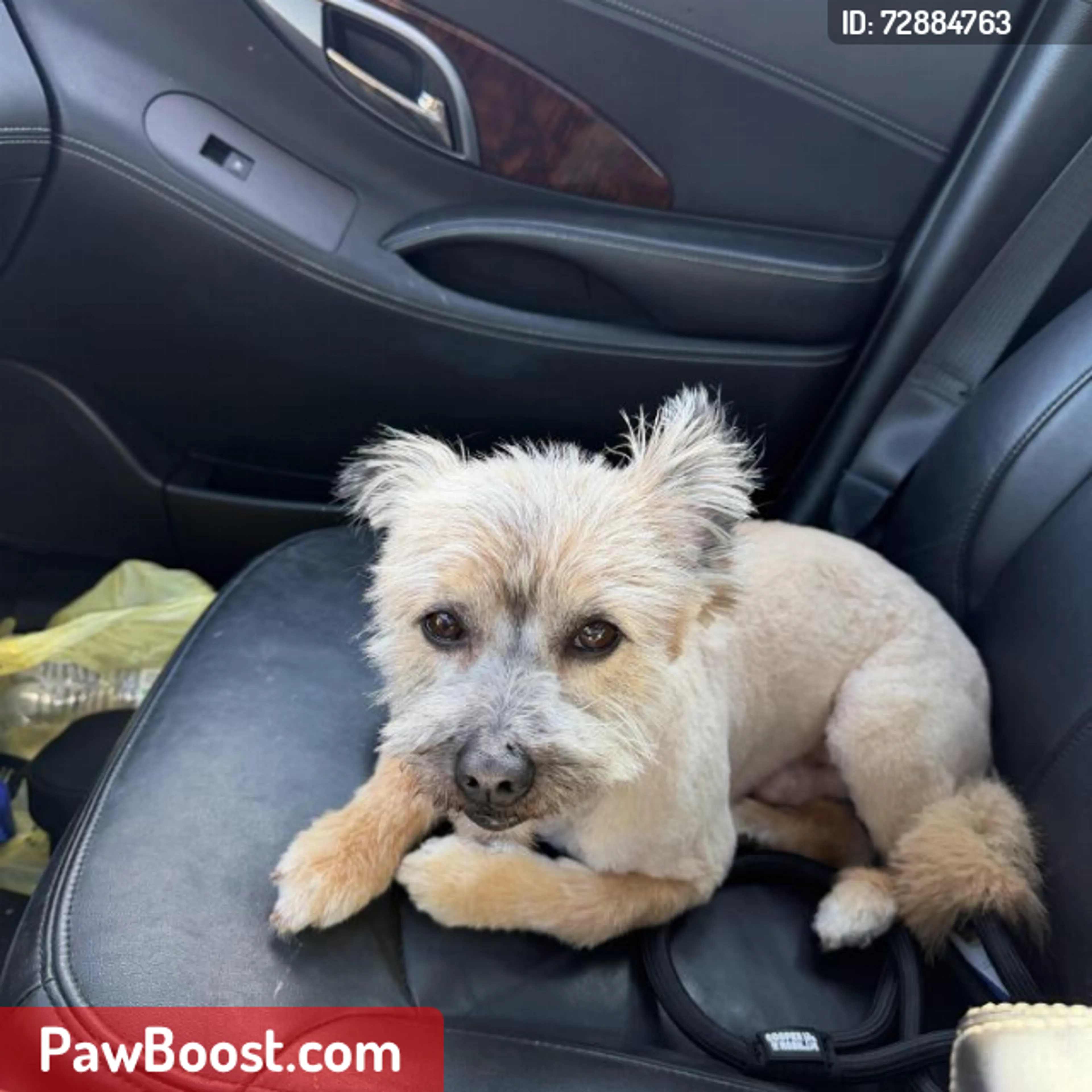 Lost pet