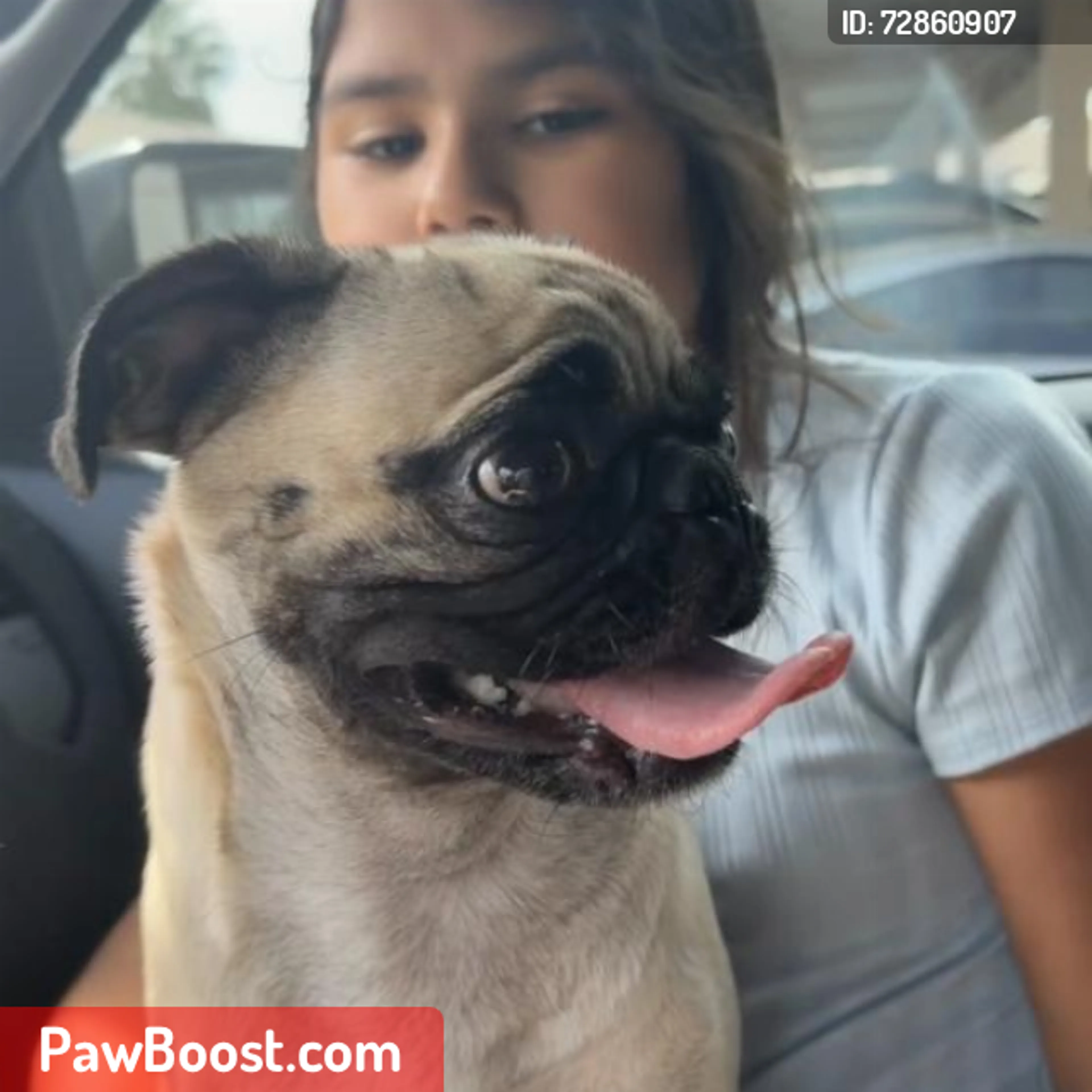 Lost pet