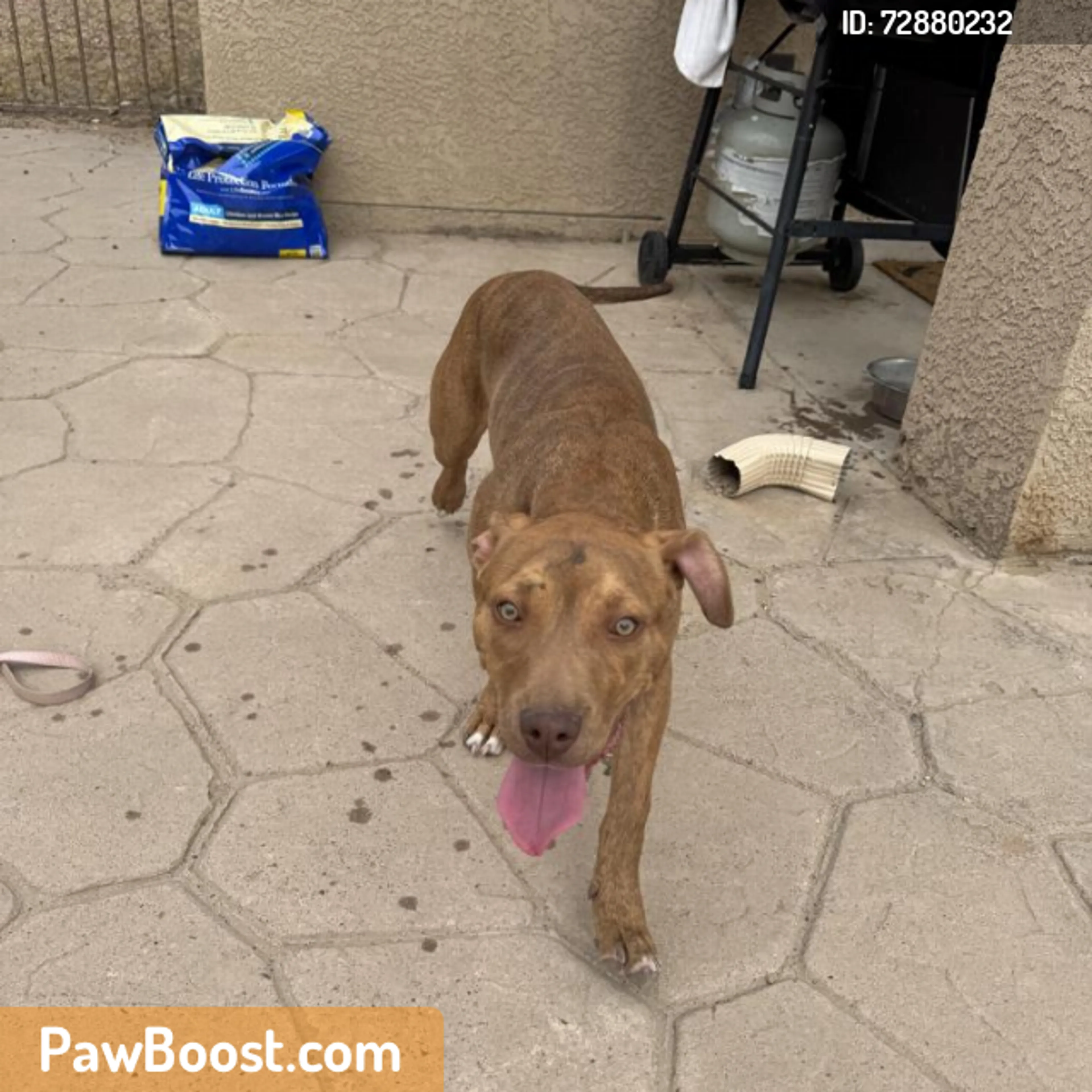 Found pet