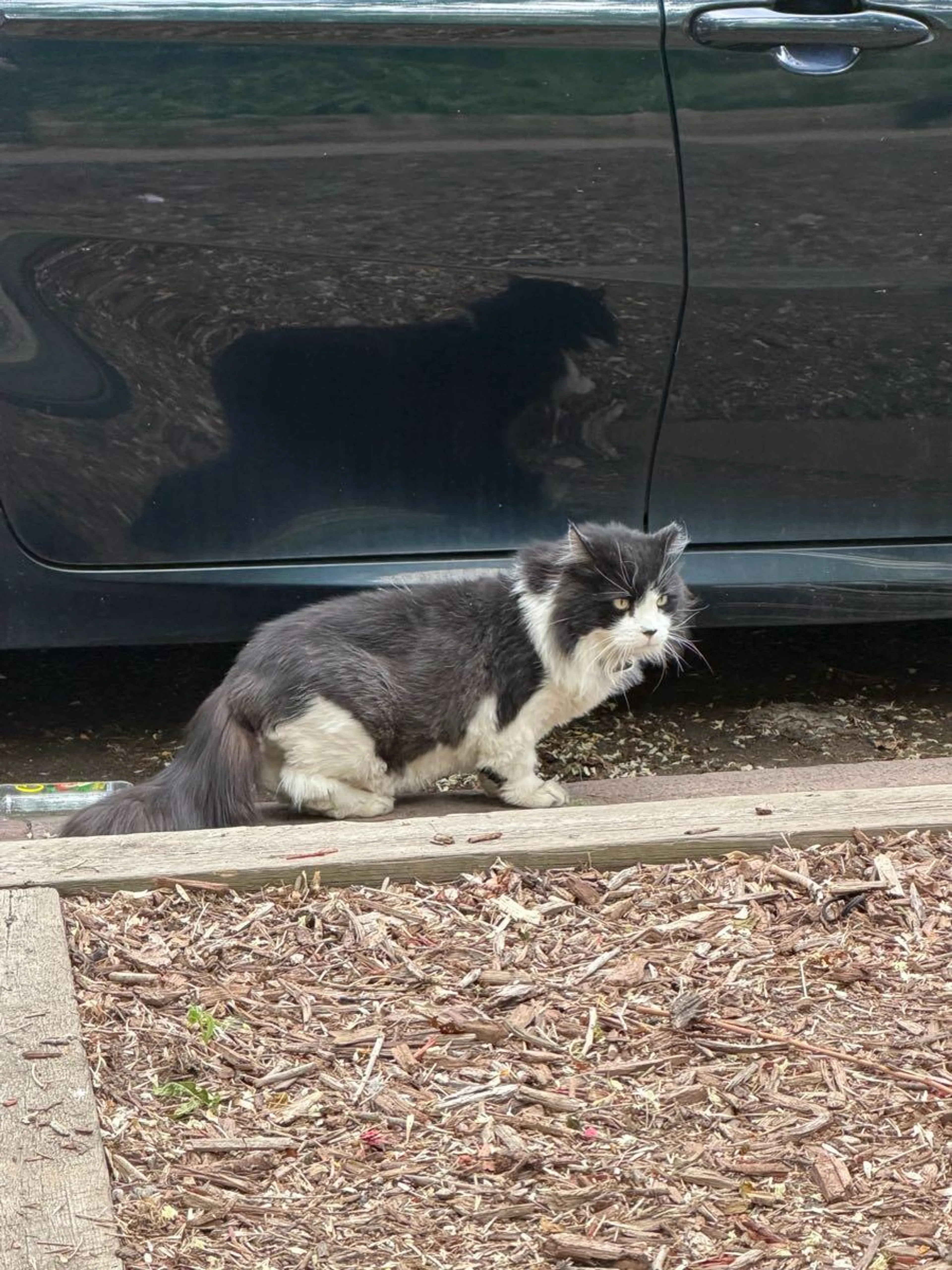 Found pet