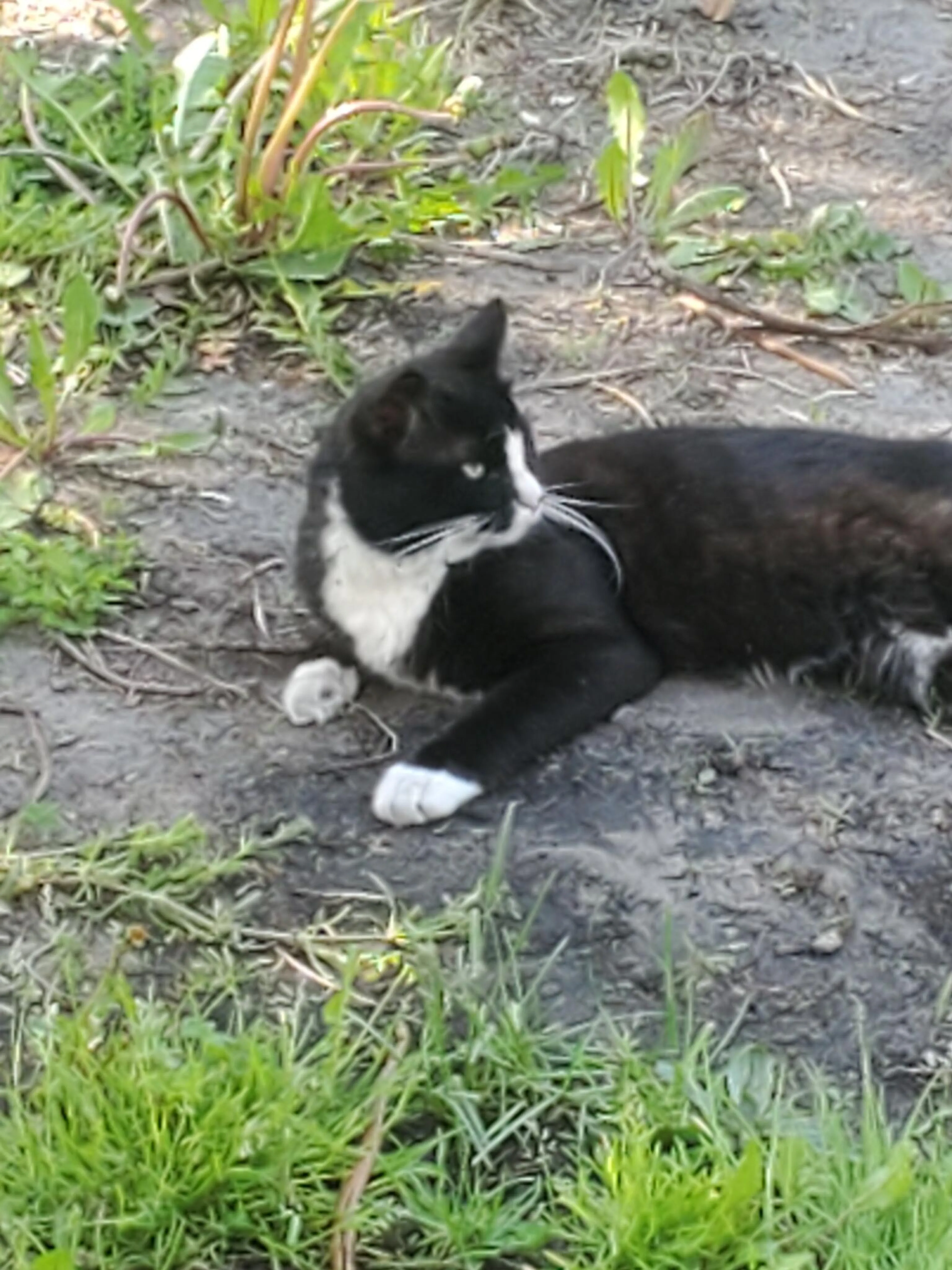 Found pet