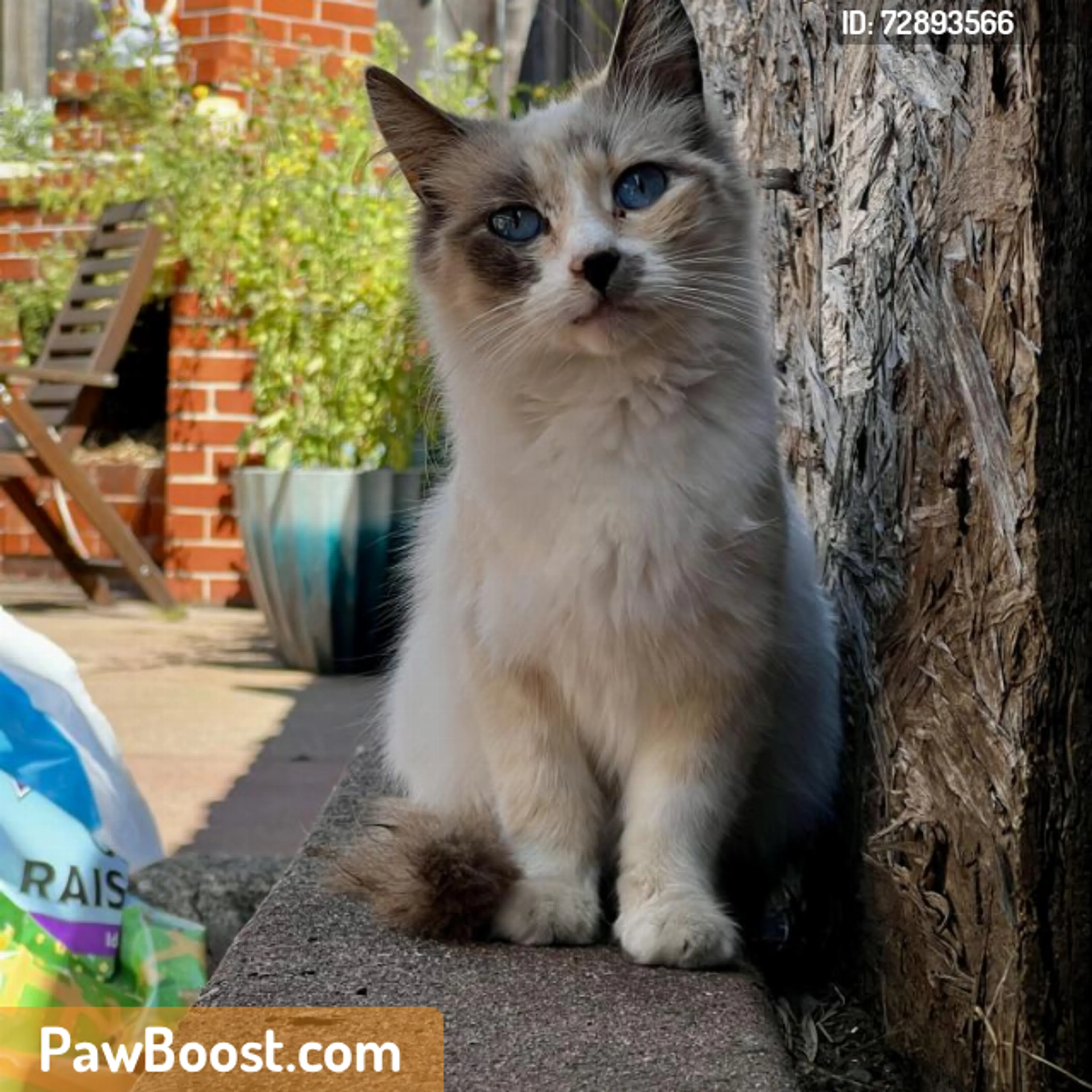 Found pet