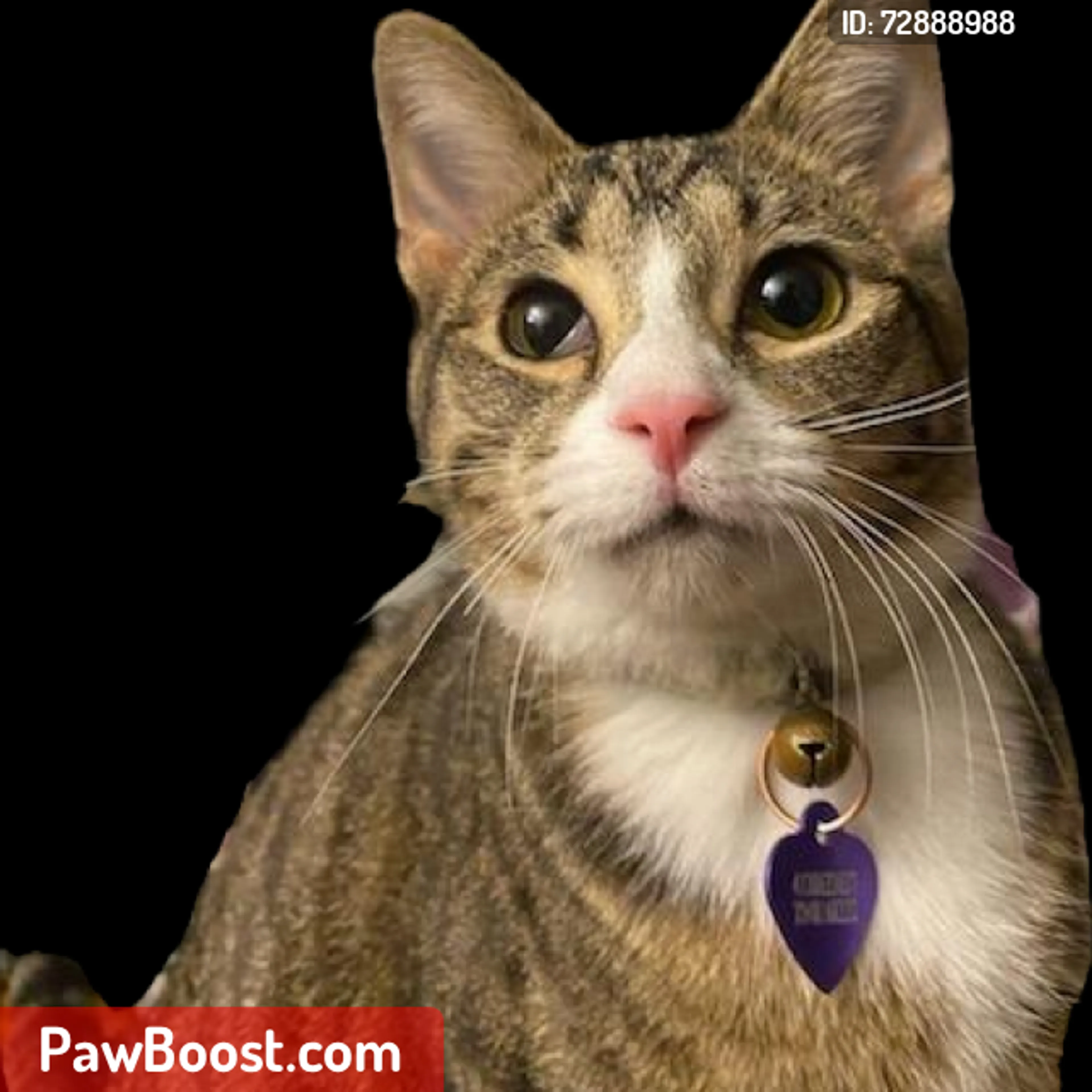 Lost pet