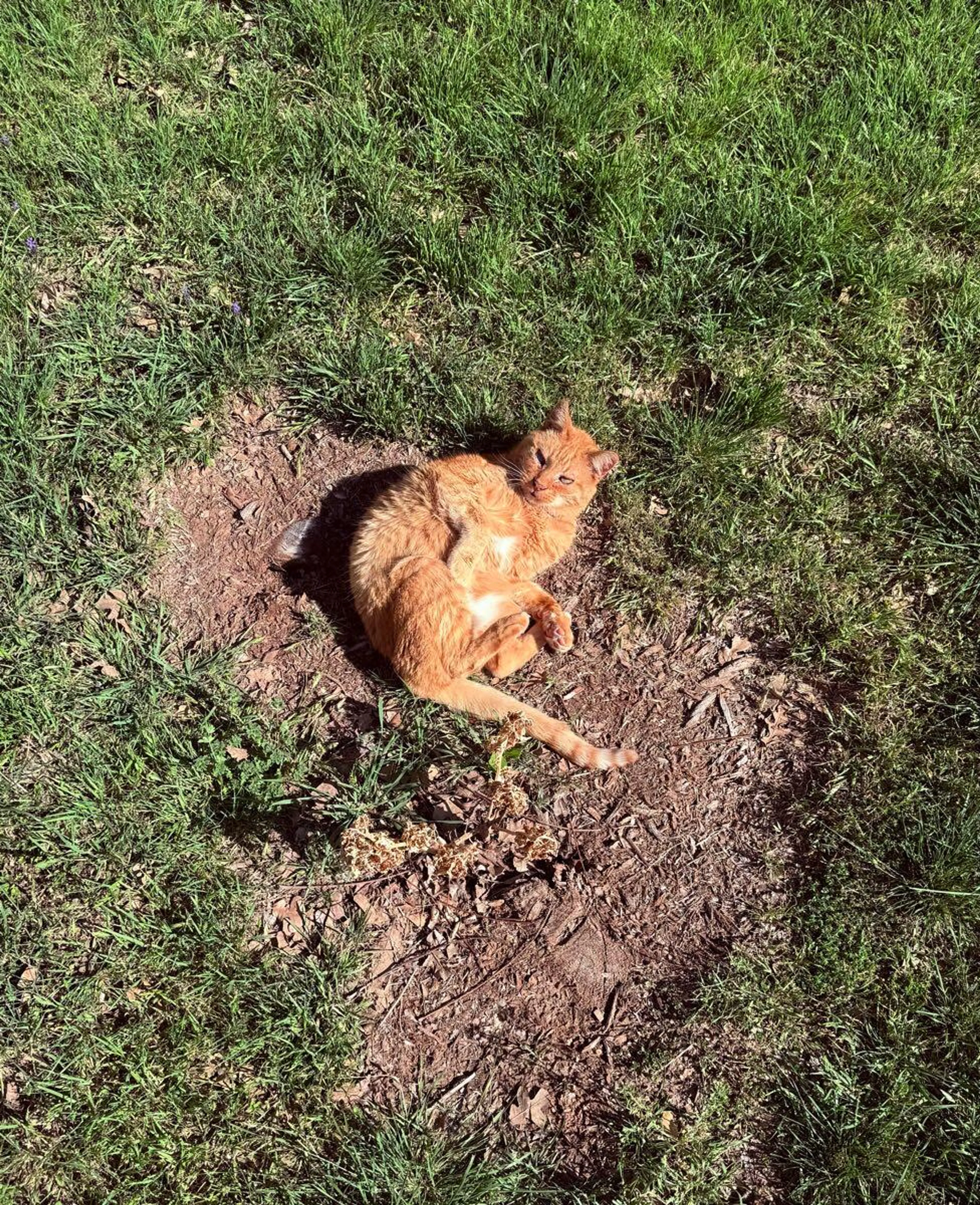 Lost pet
