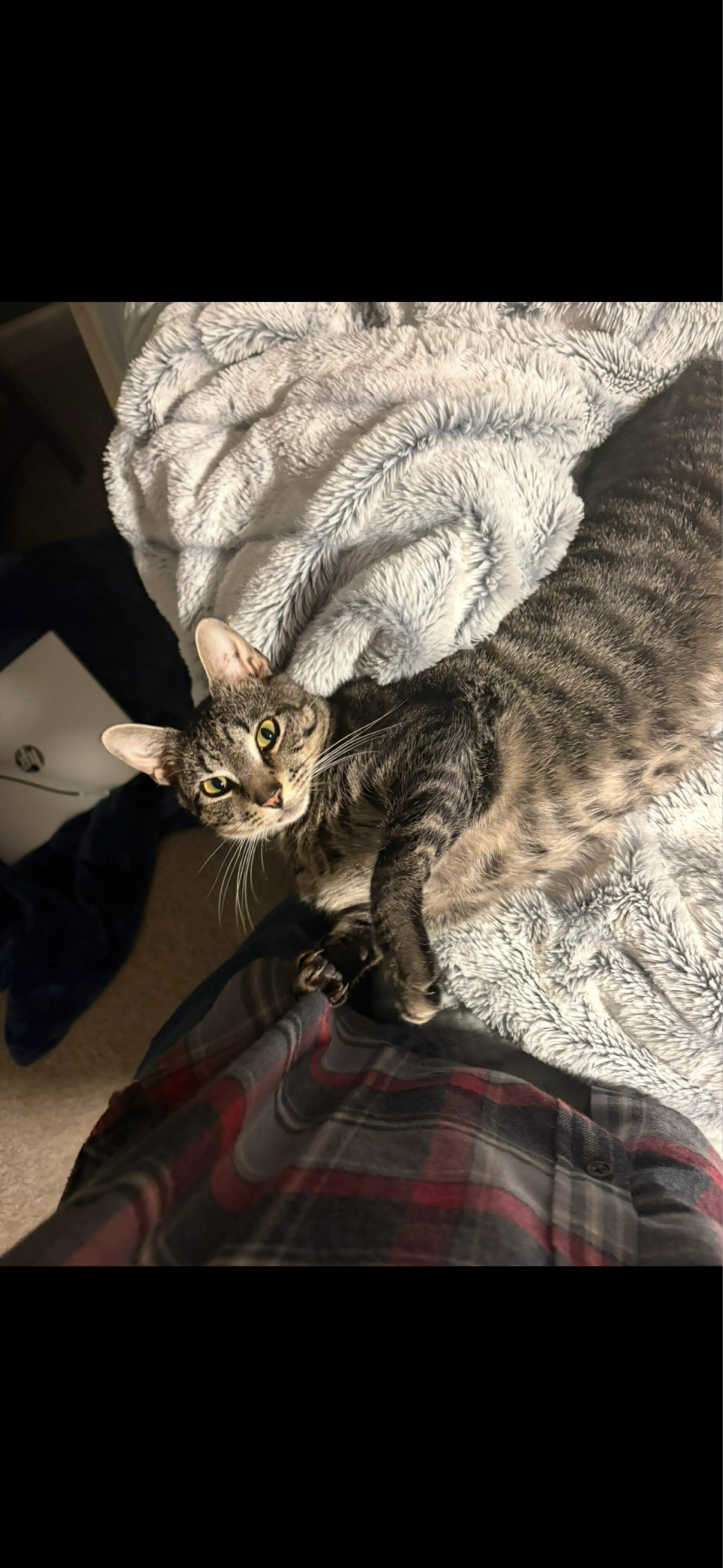 Lost pet