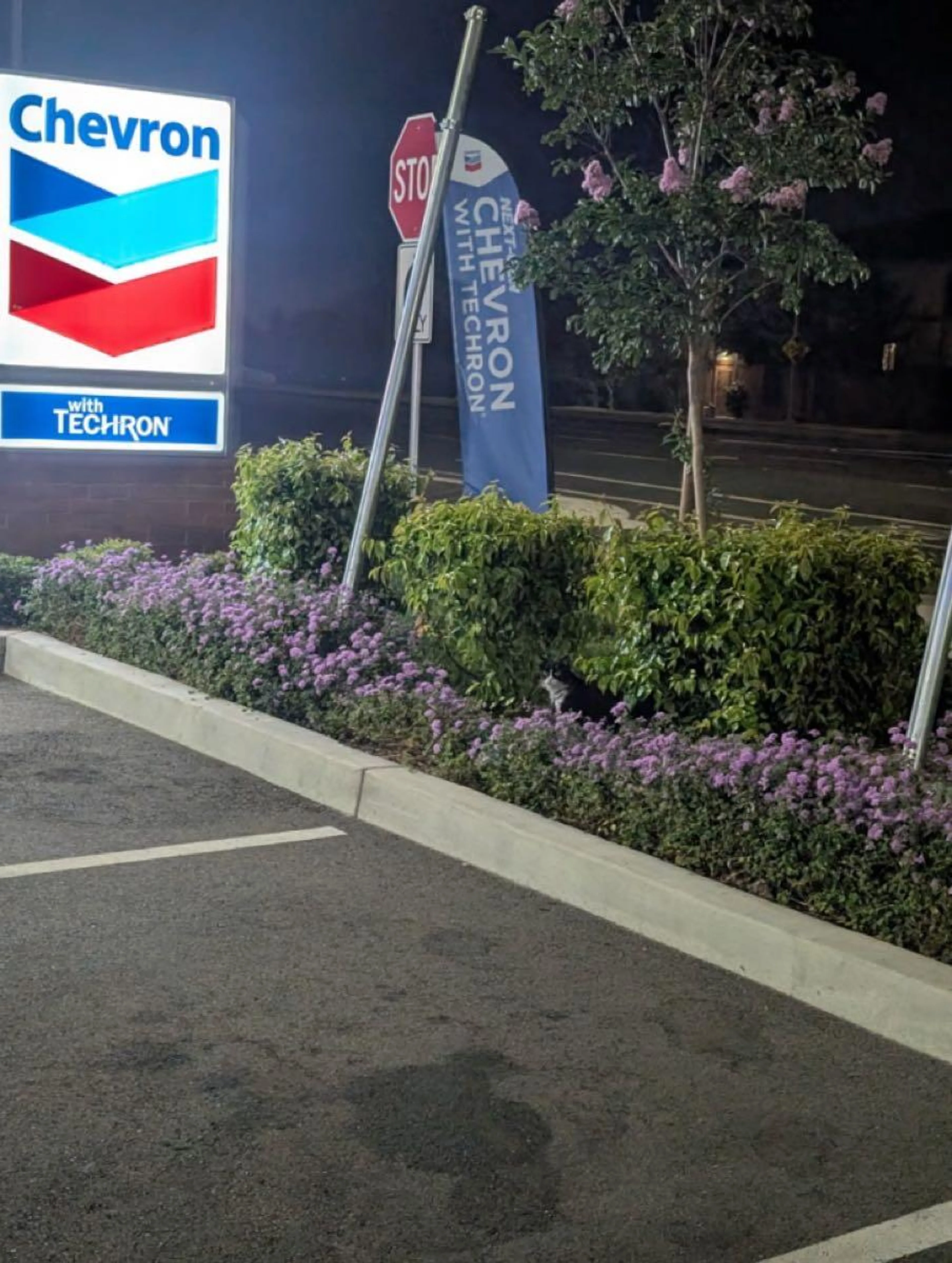 cdn image