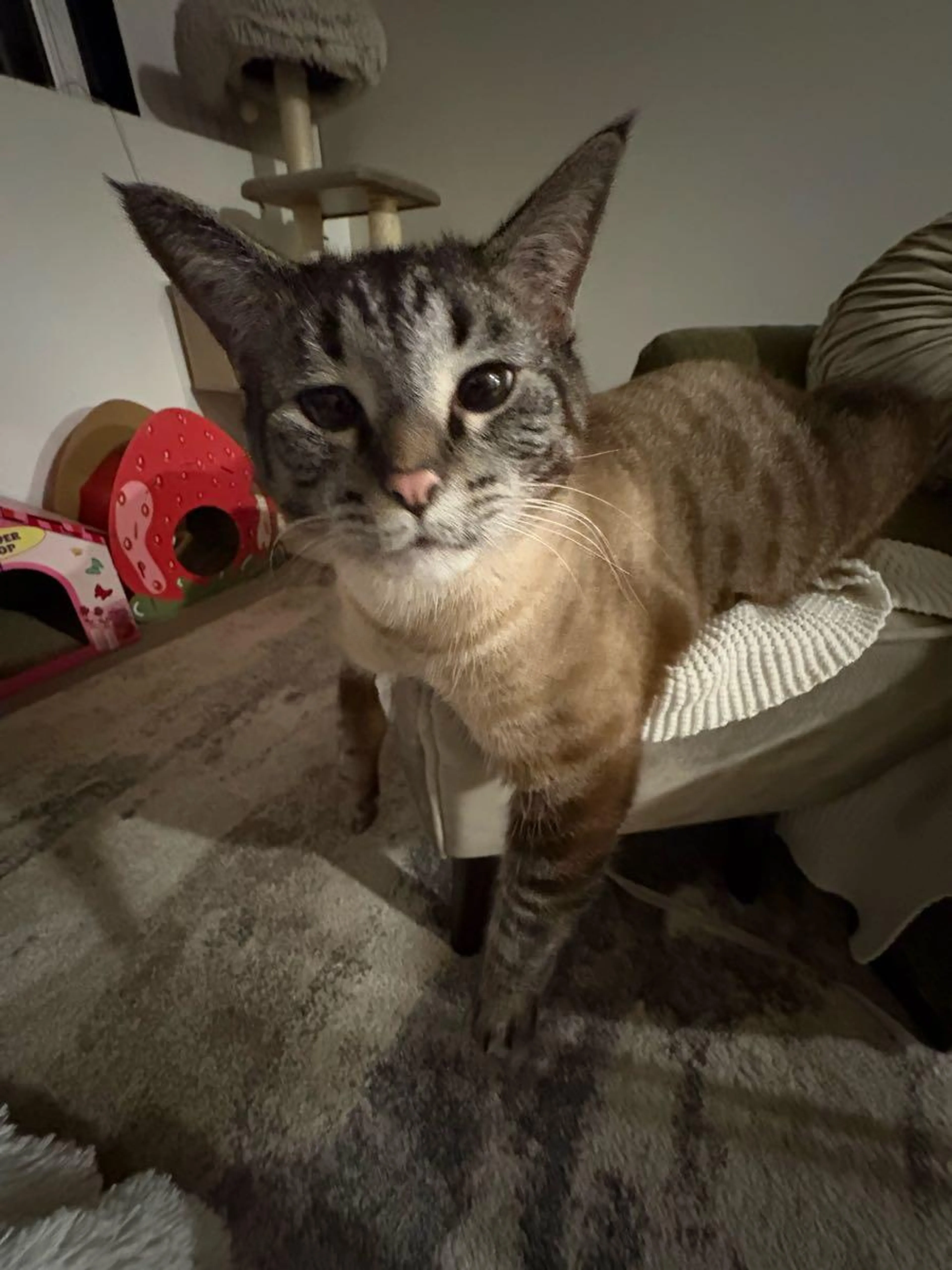 Lost pet