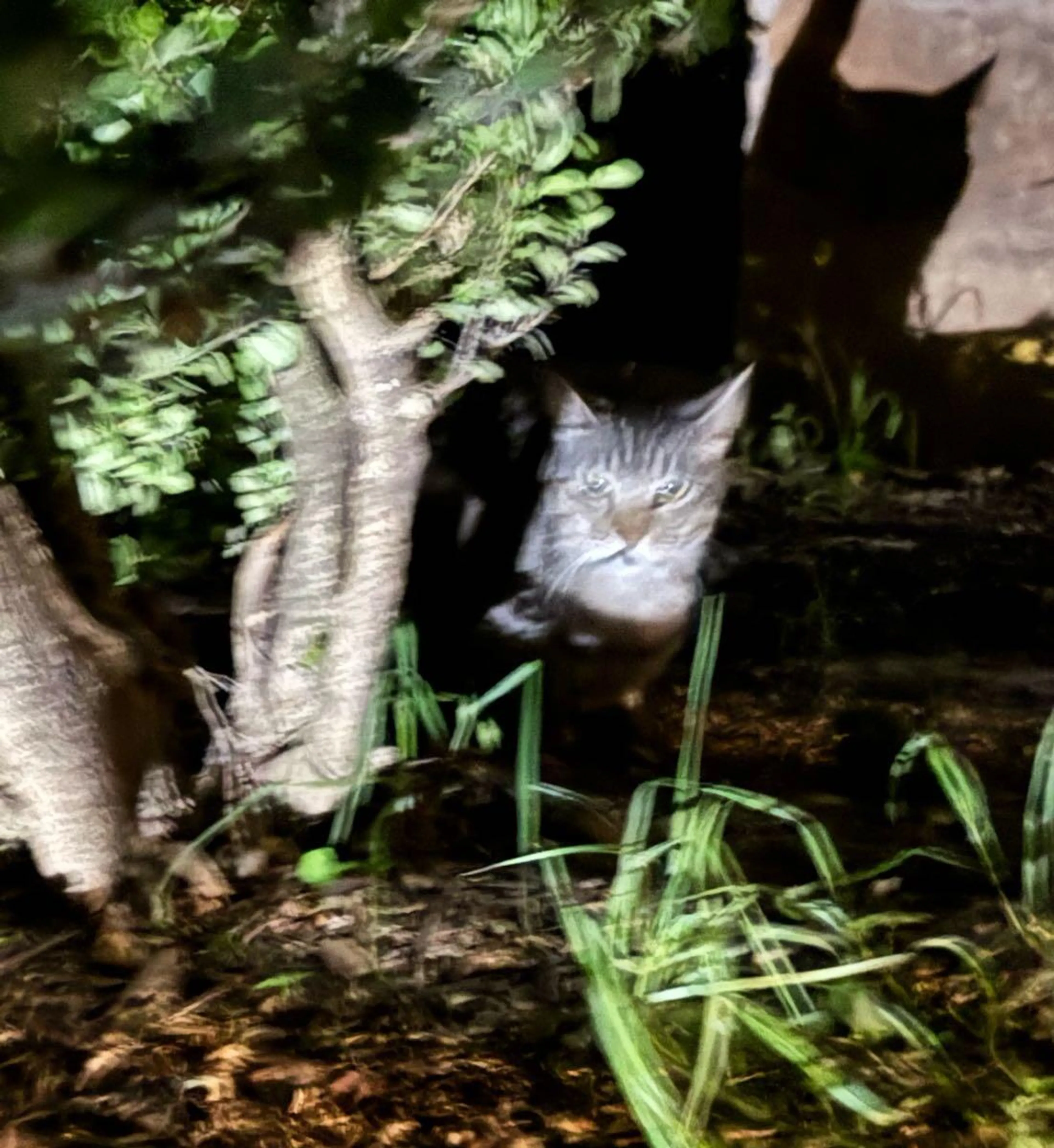 Found pet
