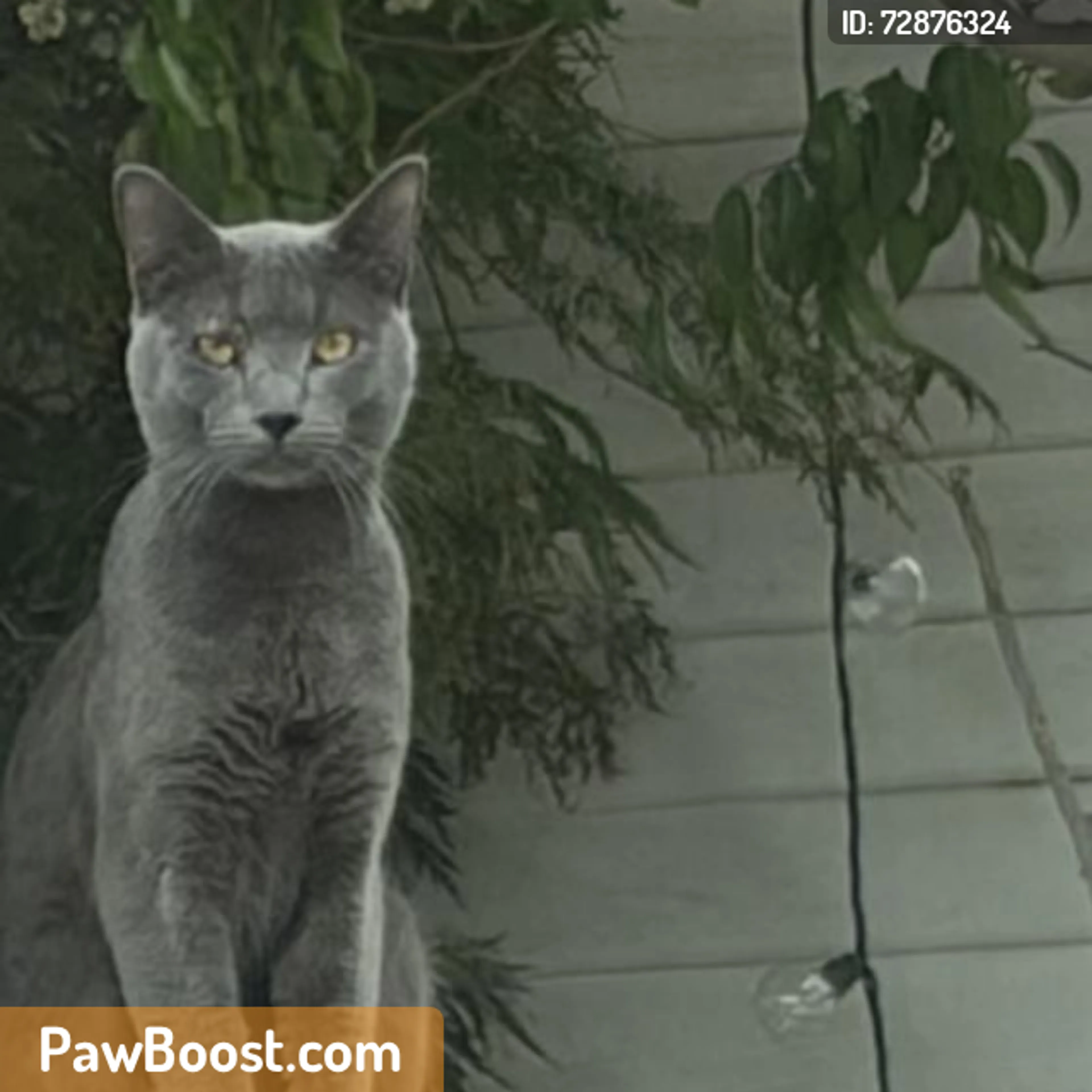 Found pet