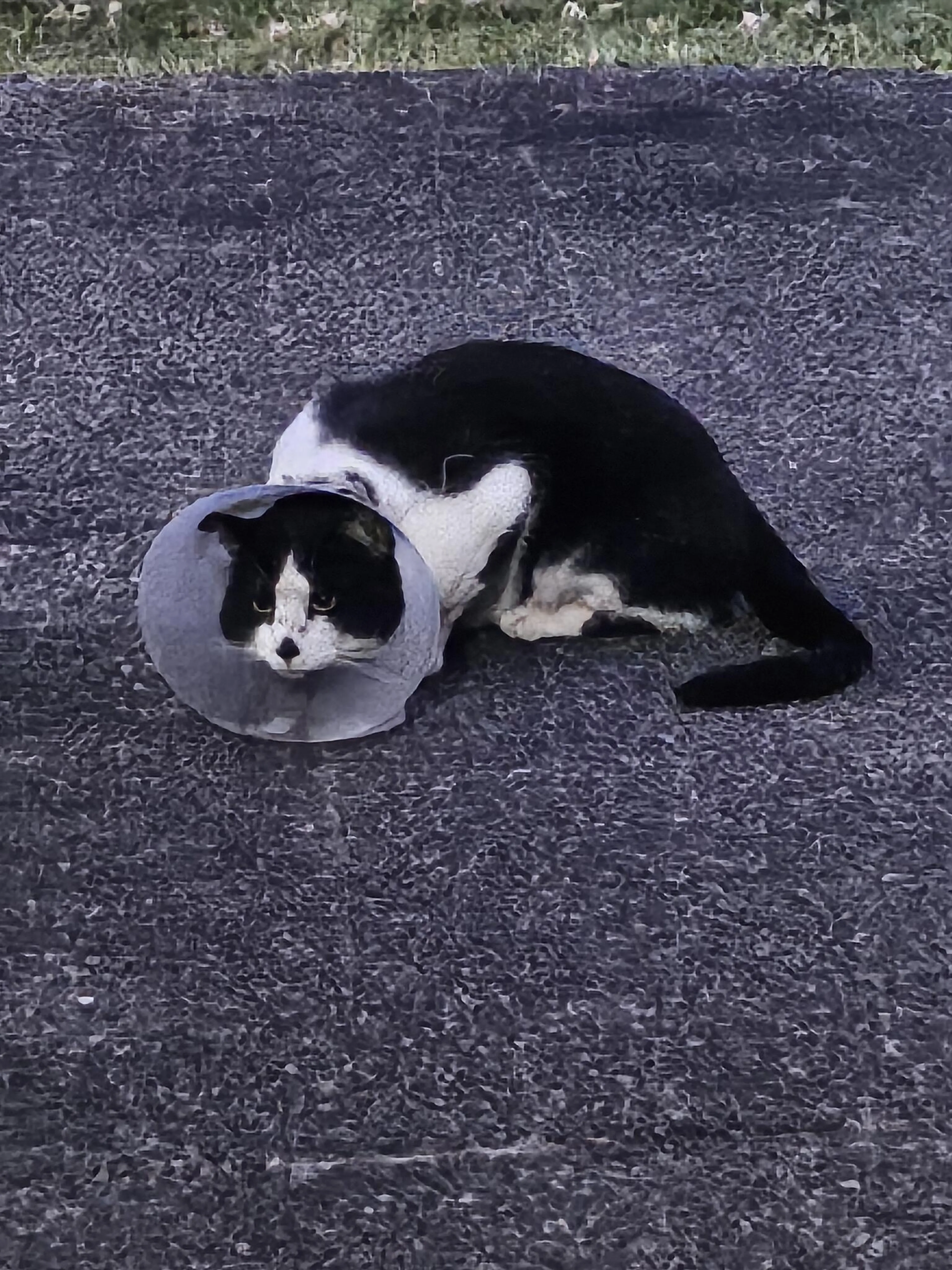 Found pet