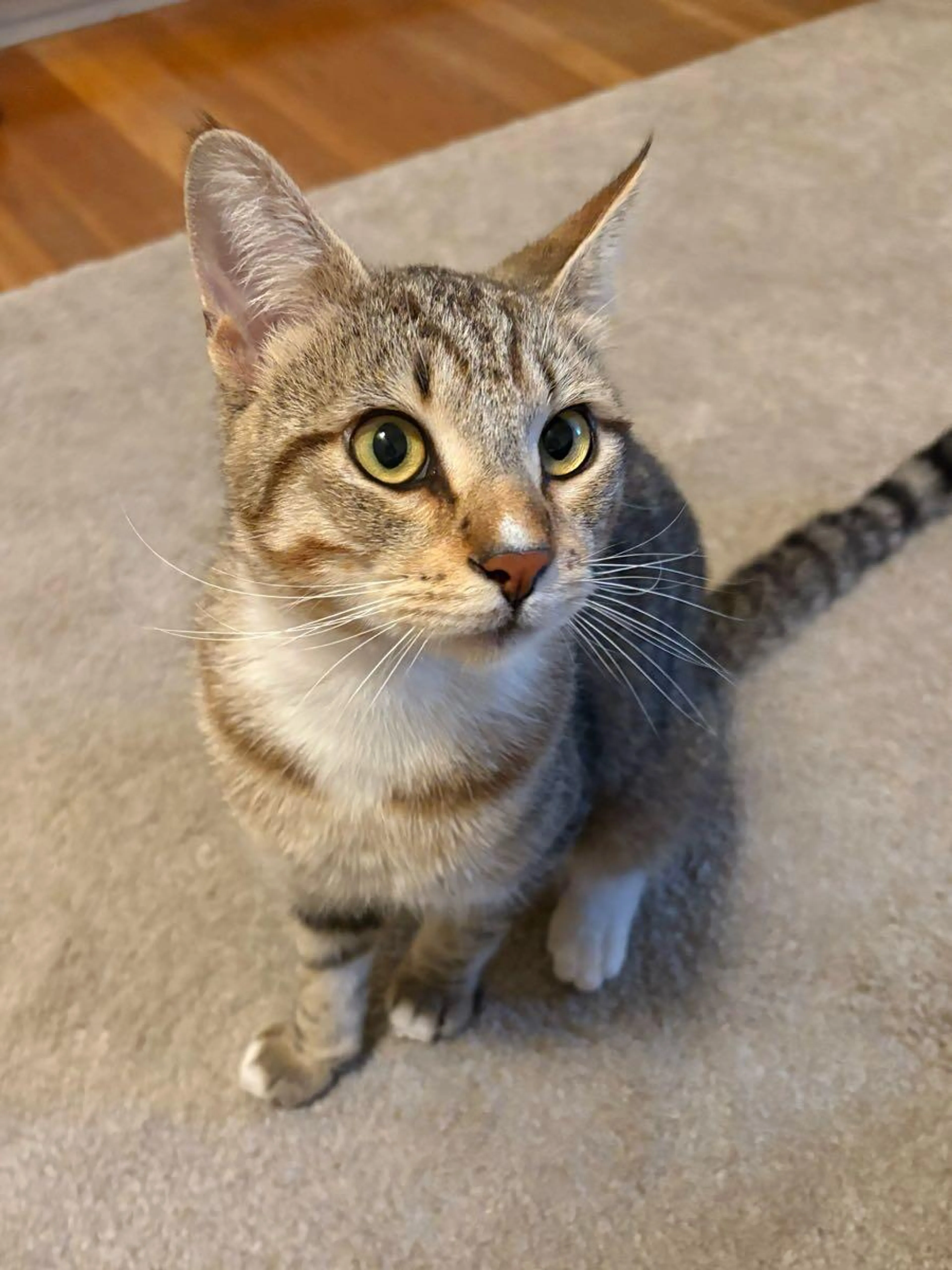 Found pet