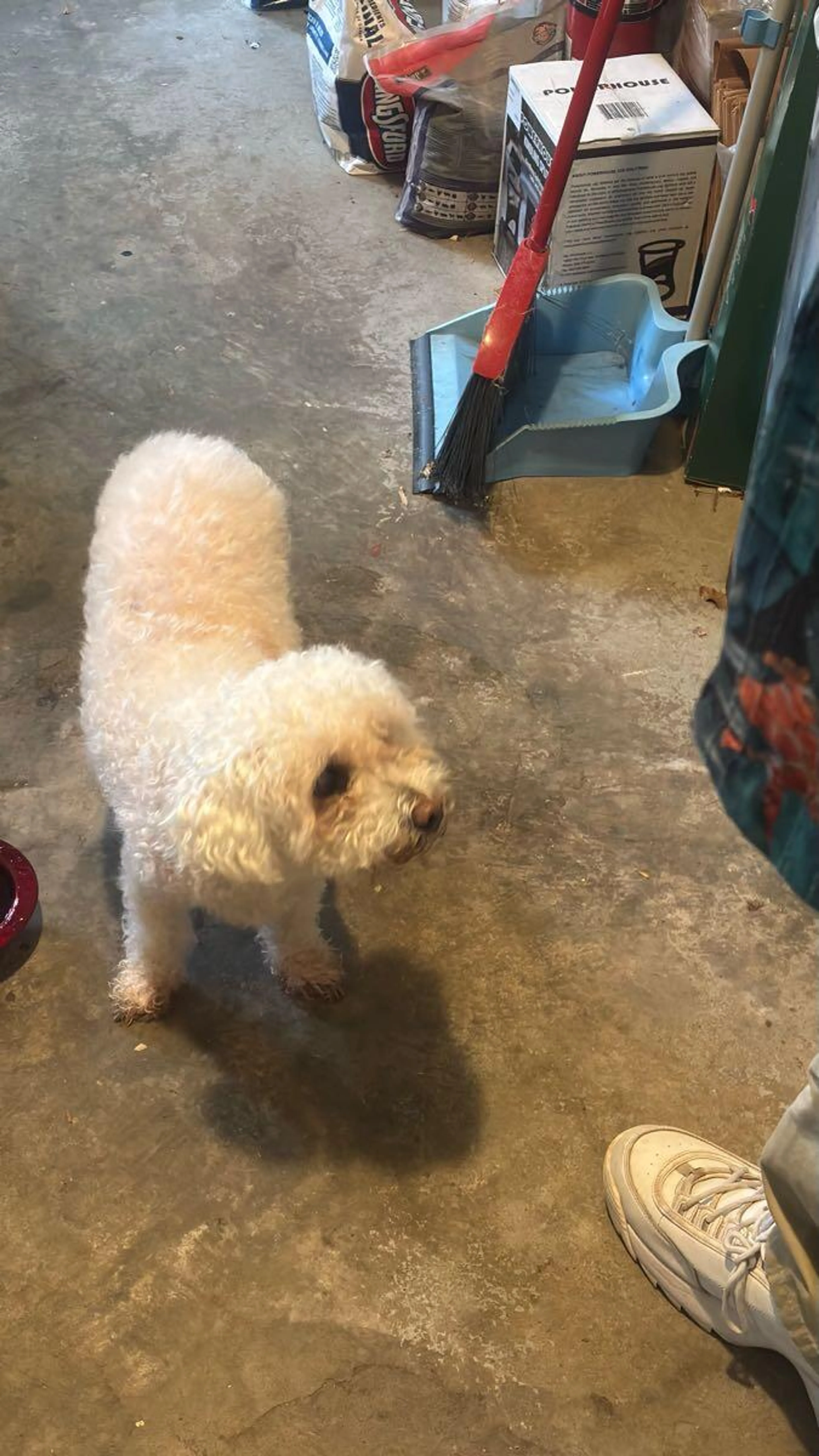 Found pet