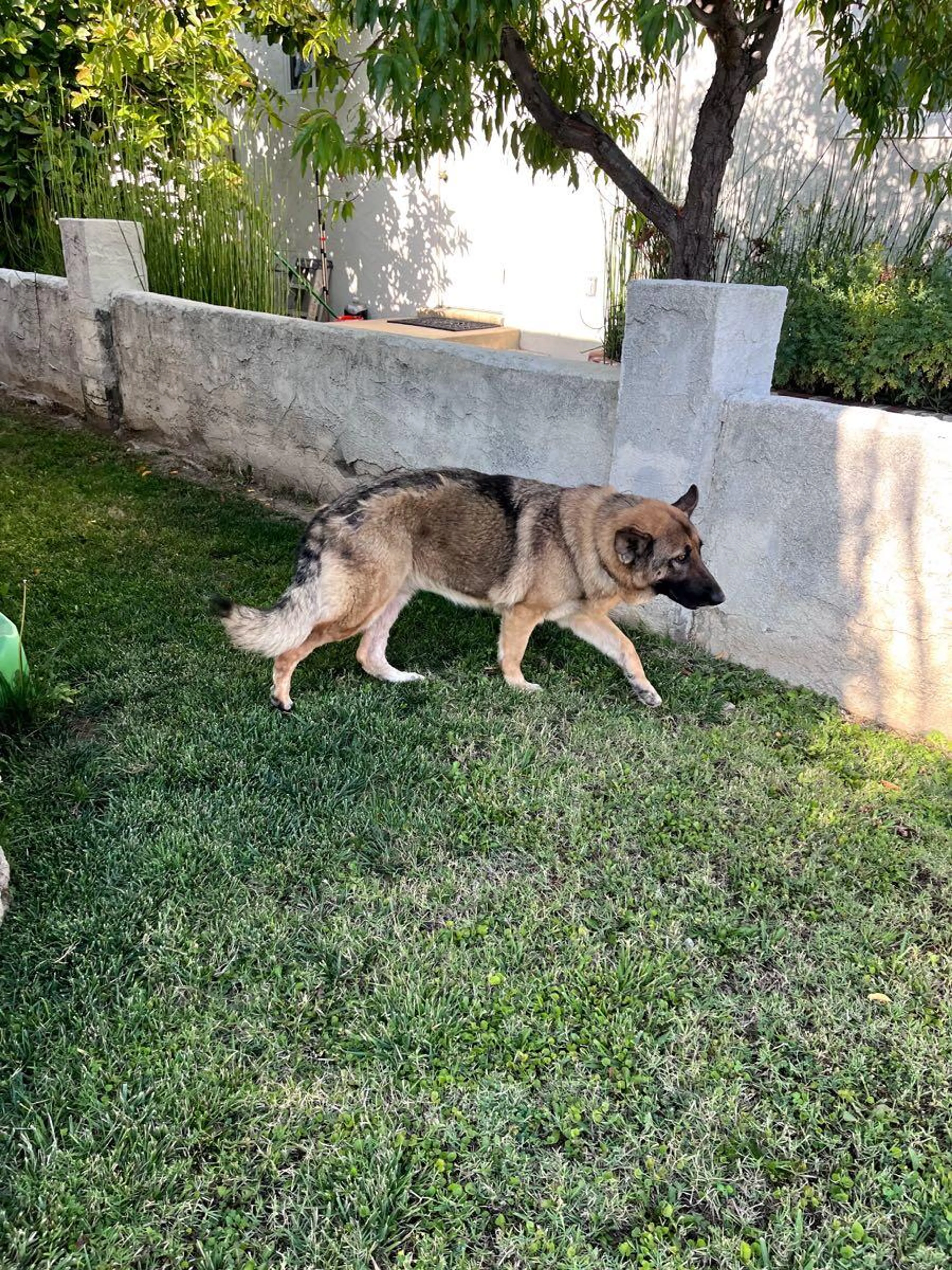 Found pet