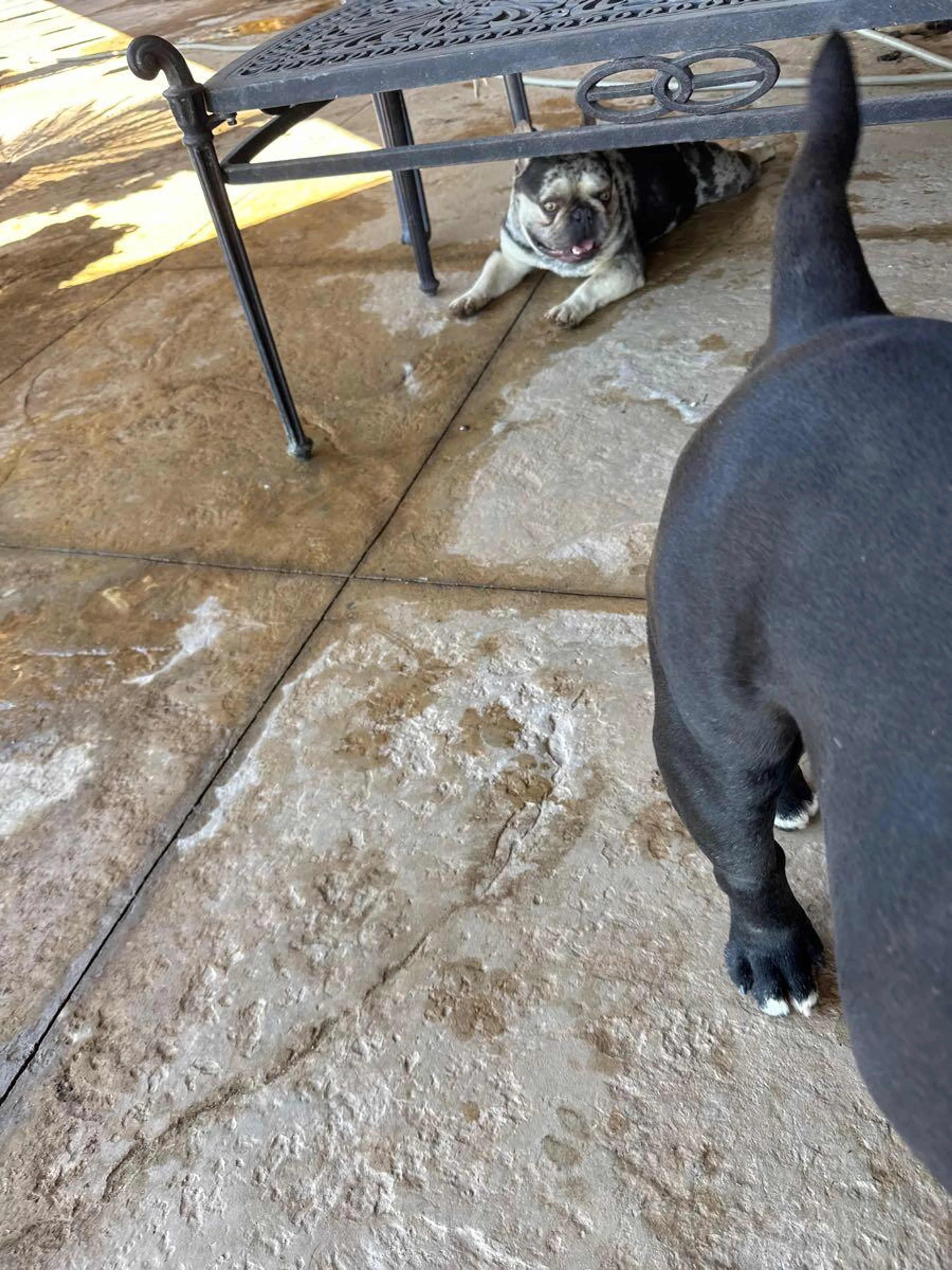 Found pet