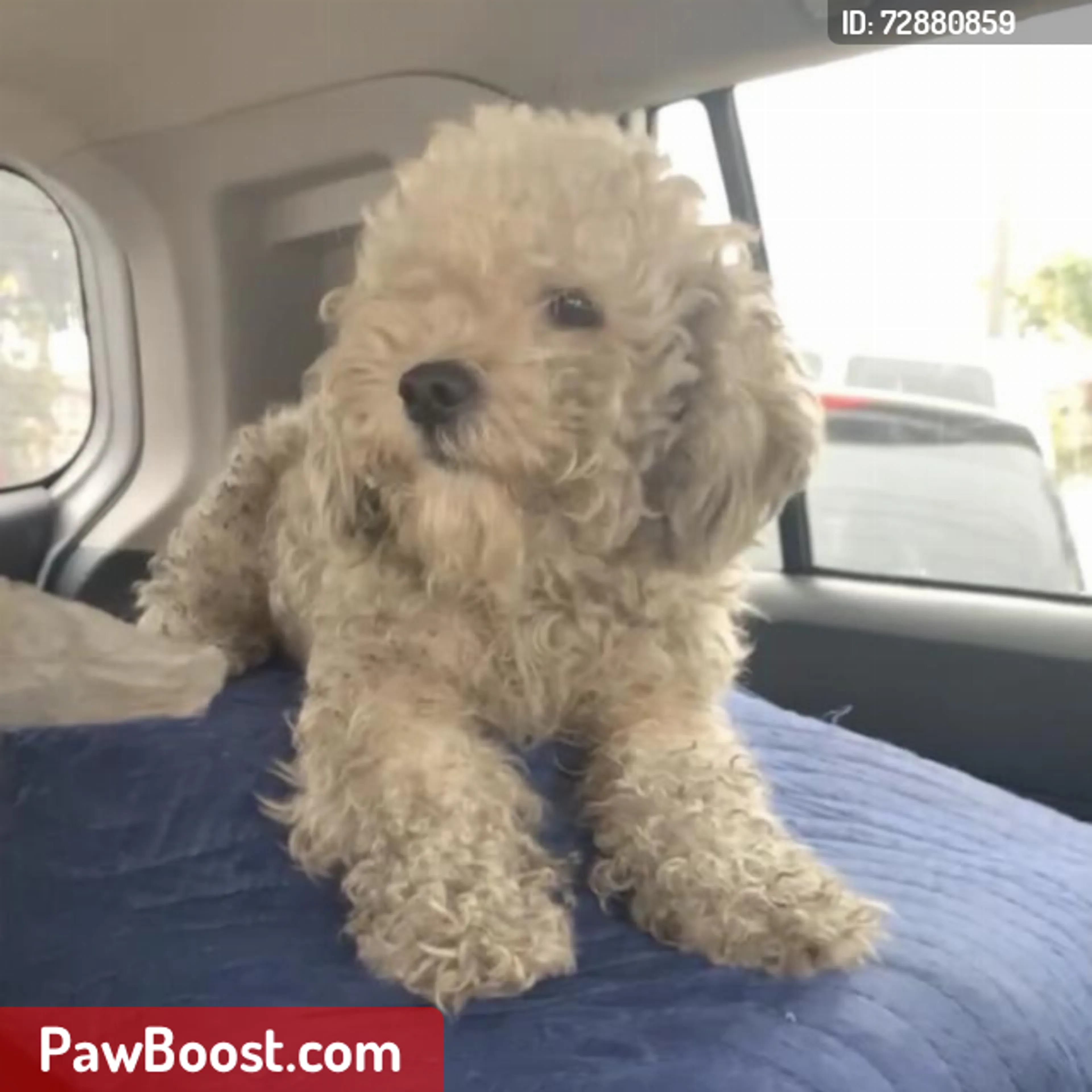Lost pet