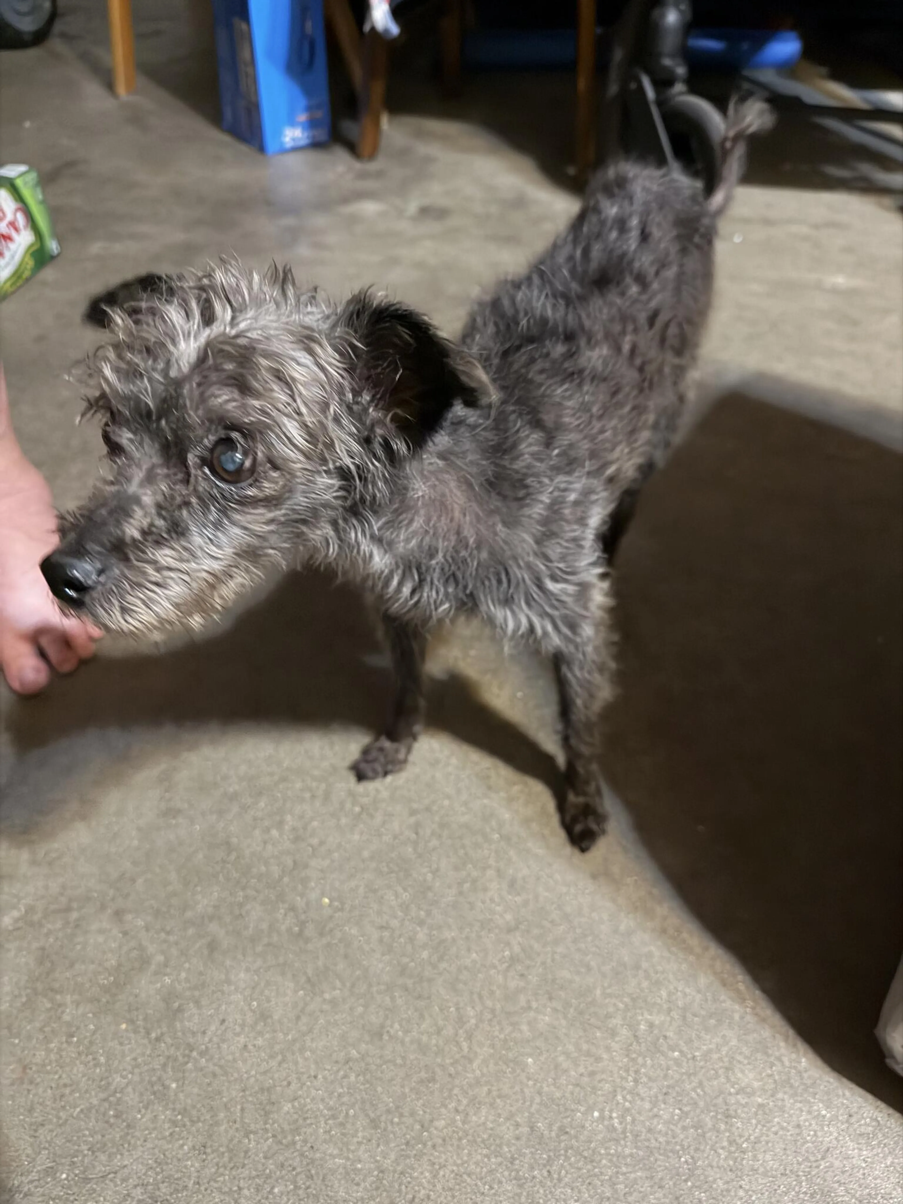 Found pet