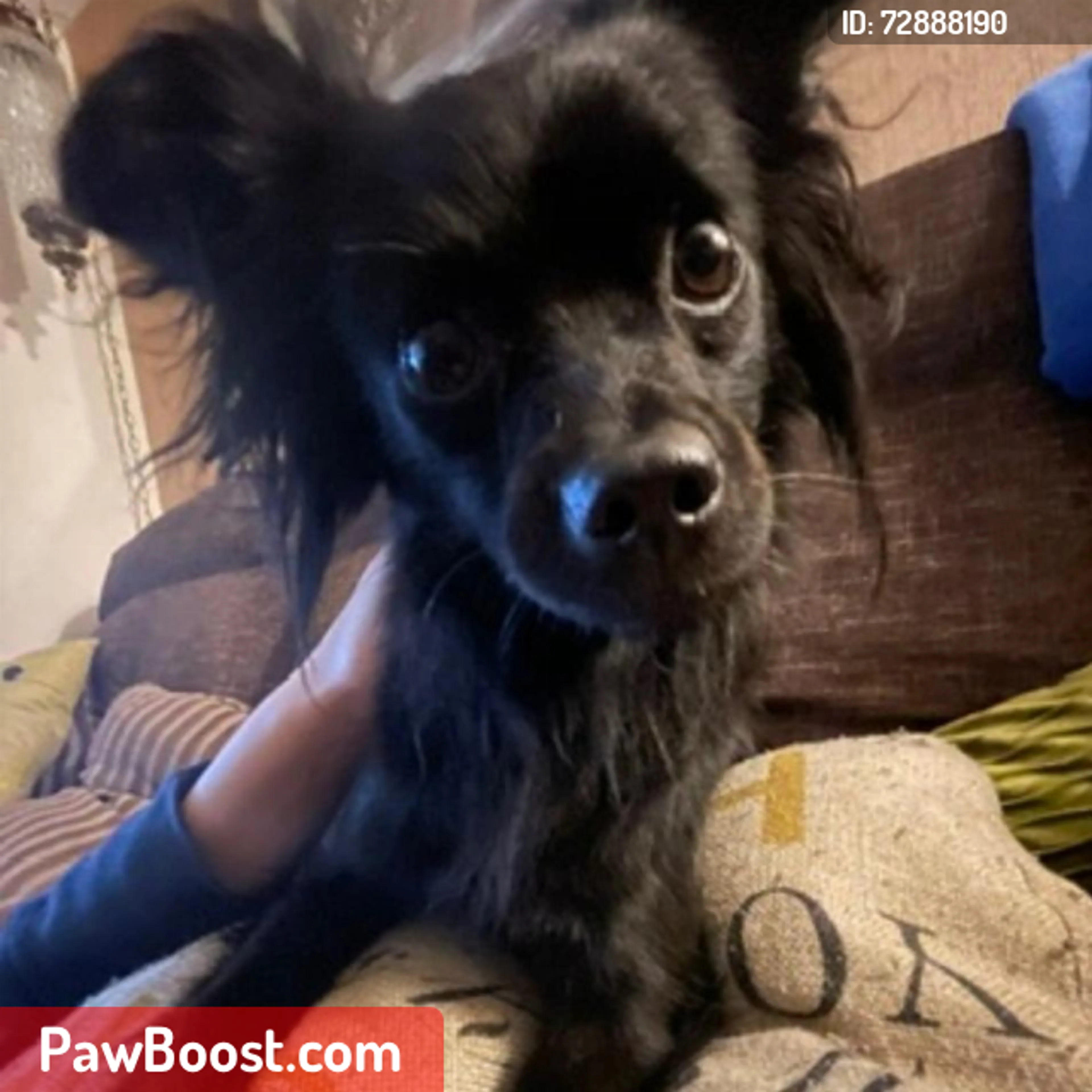 Lost pet